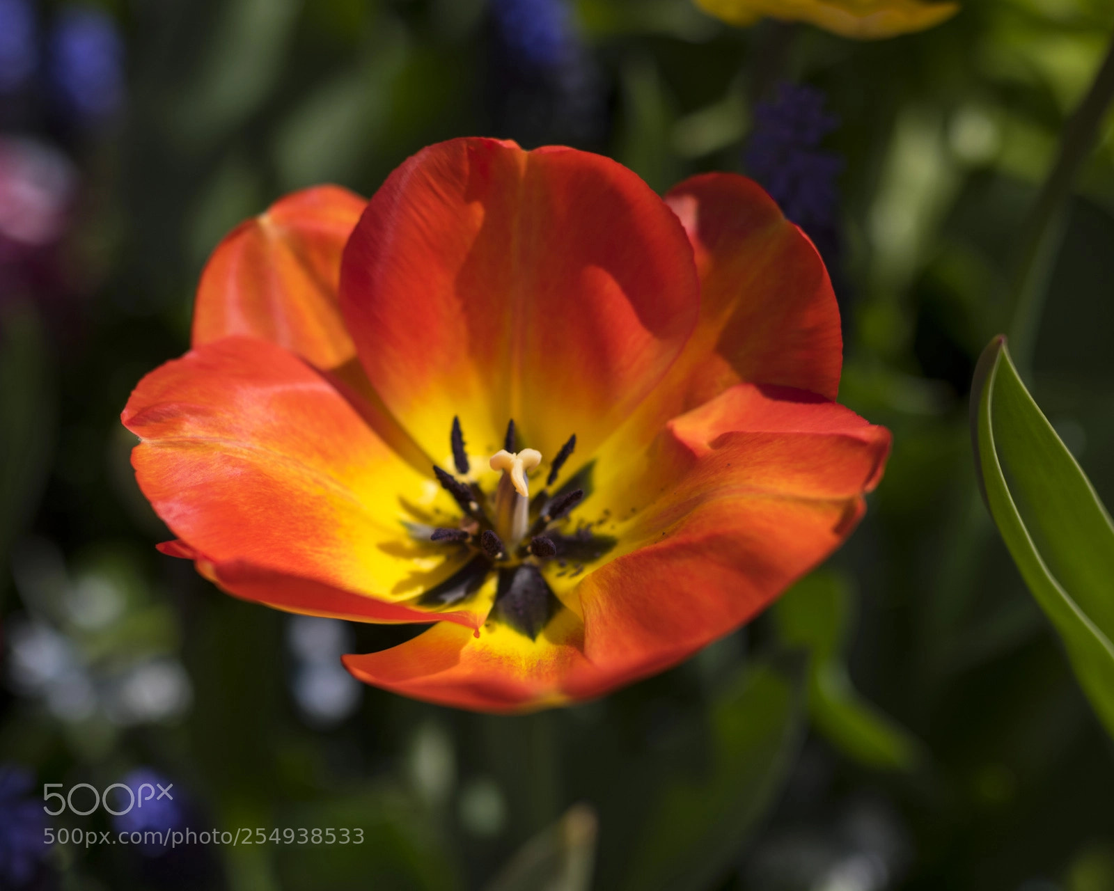Nikon D850 sample photo. Tulip photography