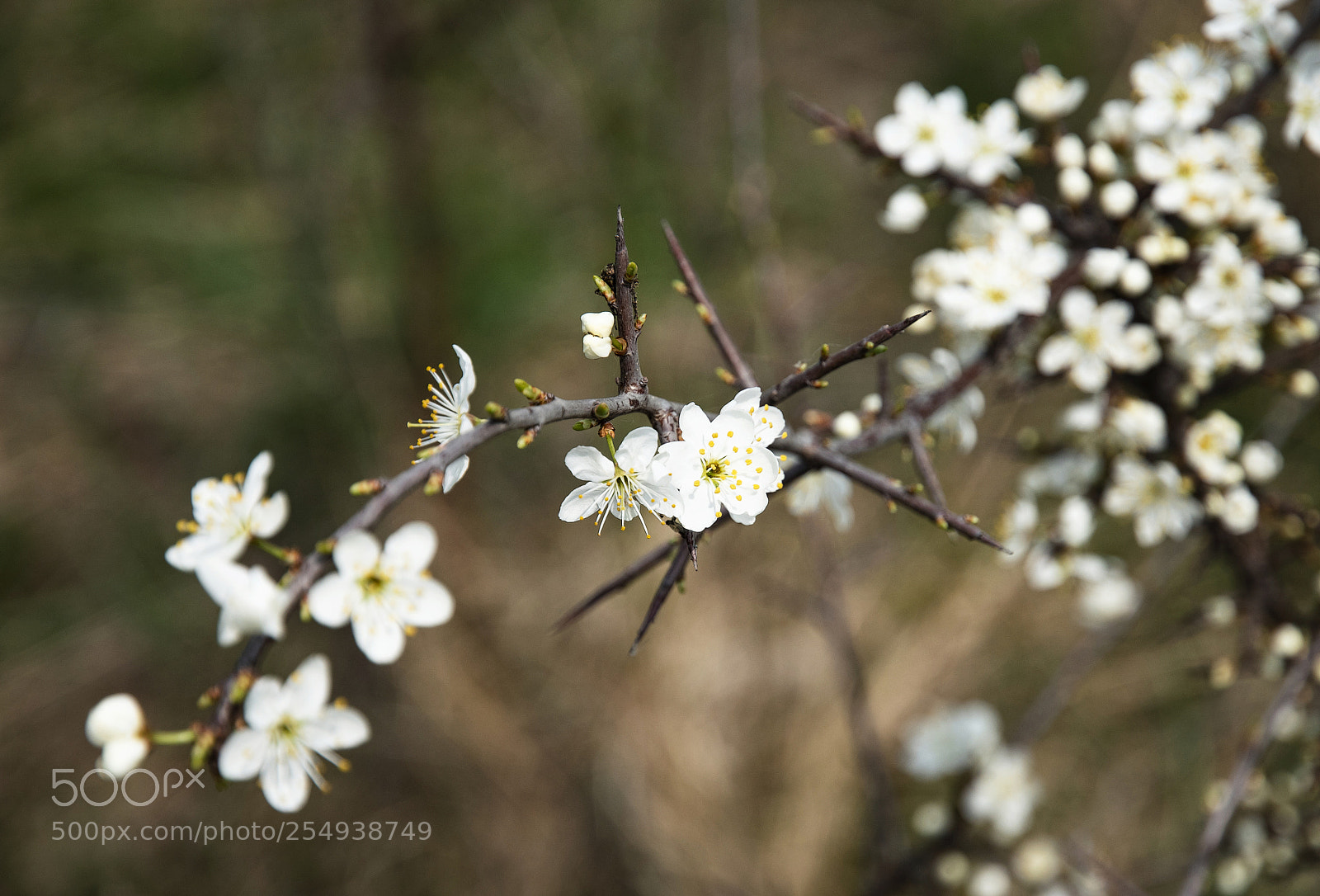 Nikon D5500 sample photo. Small white flowers of photography