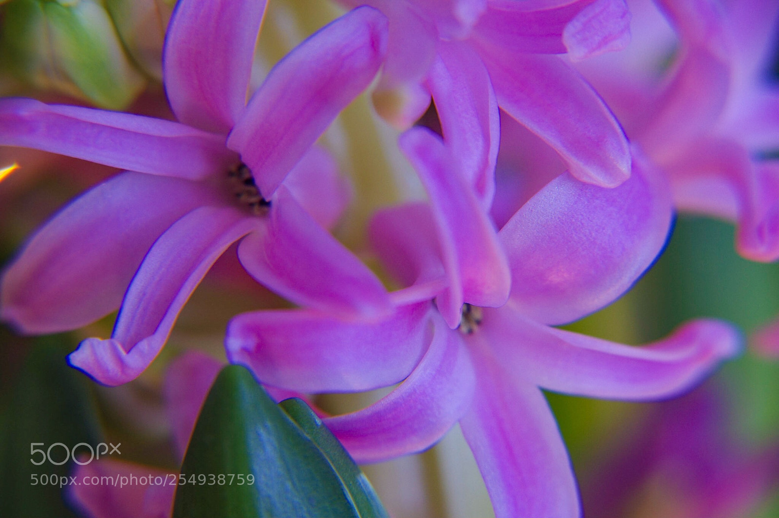 Pentax K-3 II sample photo. Pink flower  photography