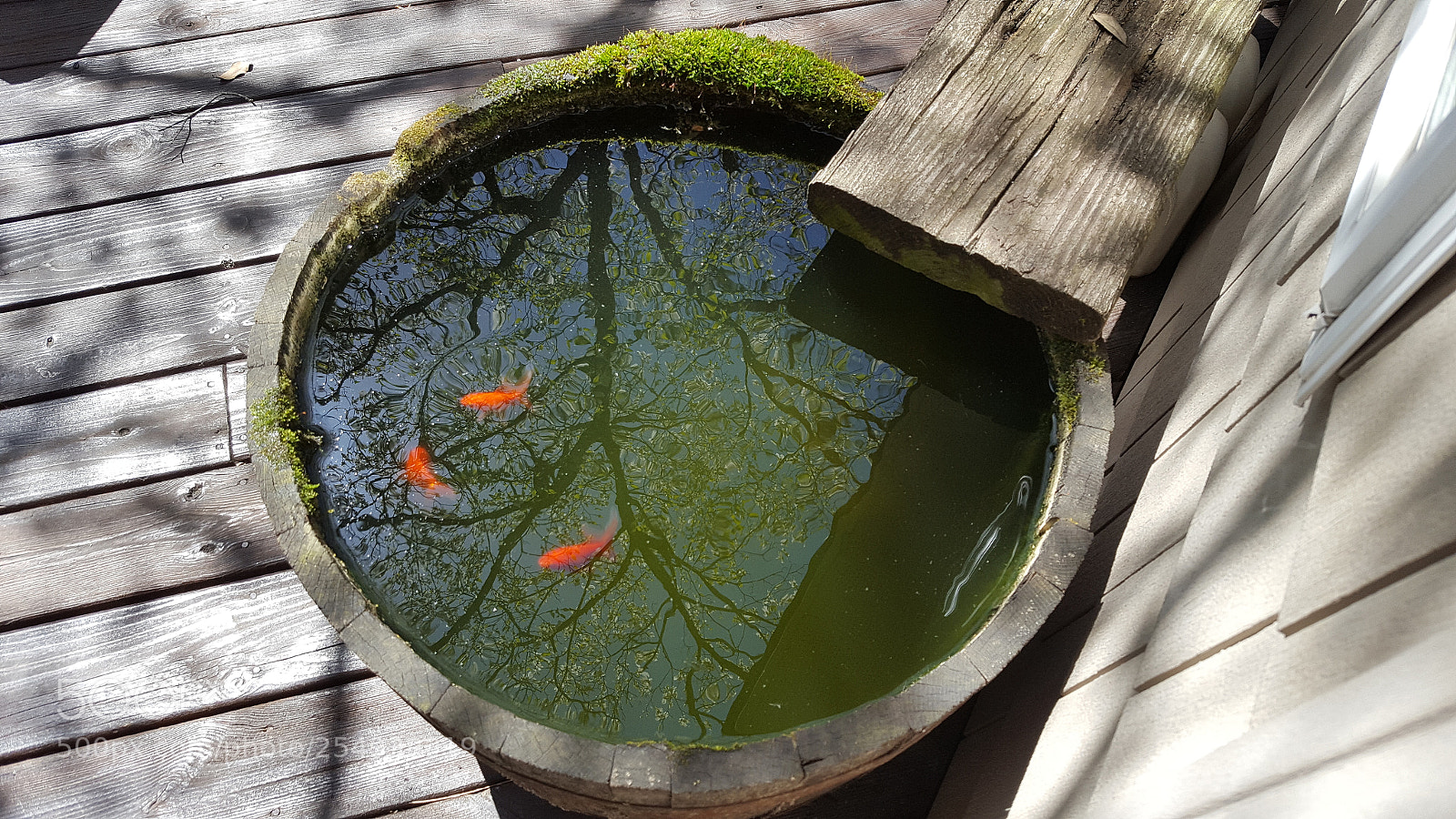 Samsung Galaxy S6 sample photo. Rain barrel with goldfish photography