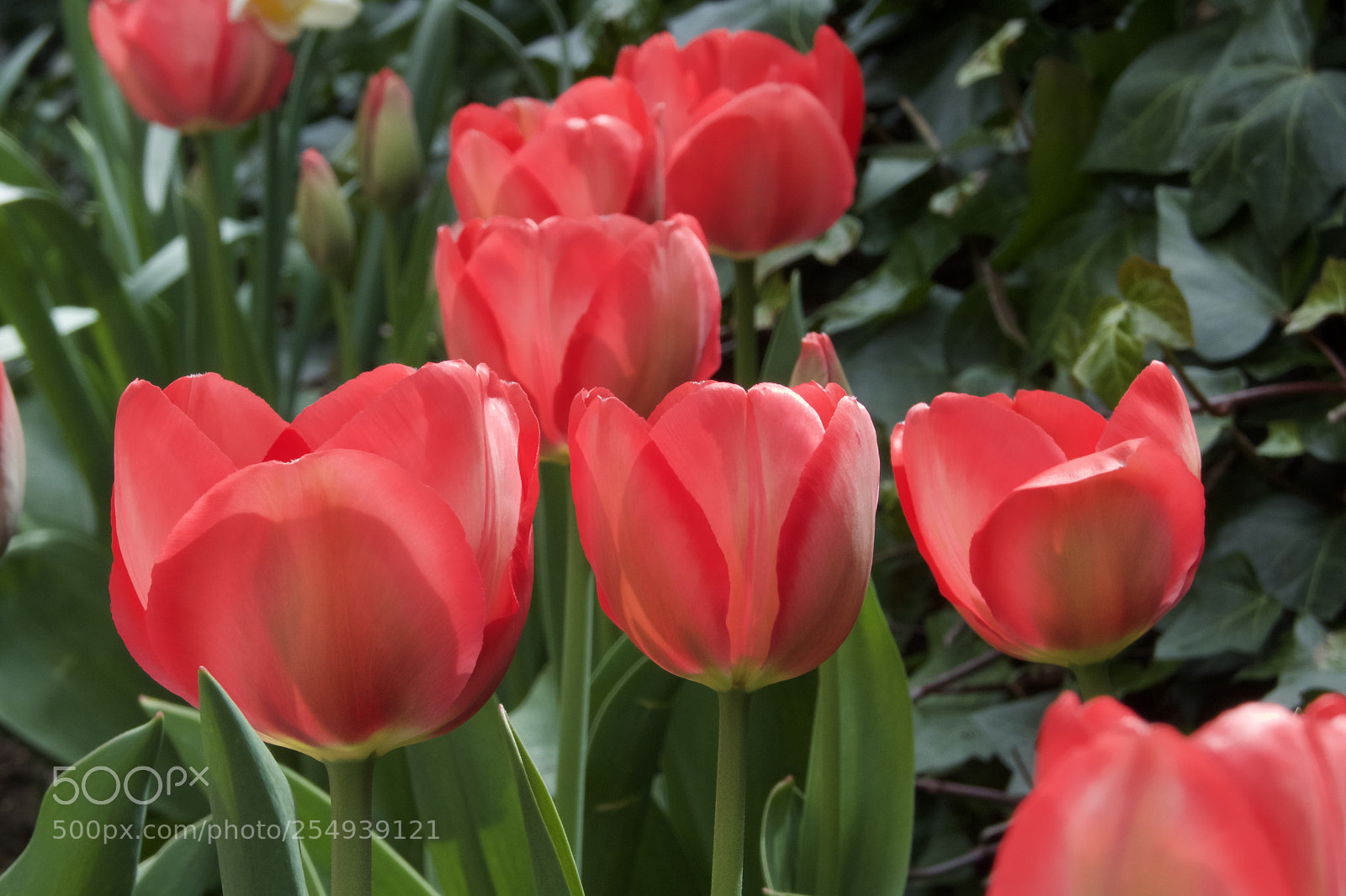Panasonic DMC-FZ72 sample photo. Tulipanes rojos photography