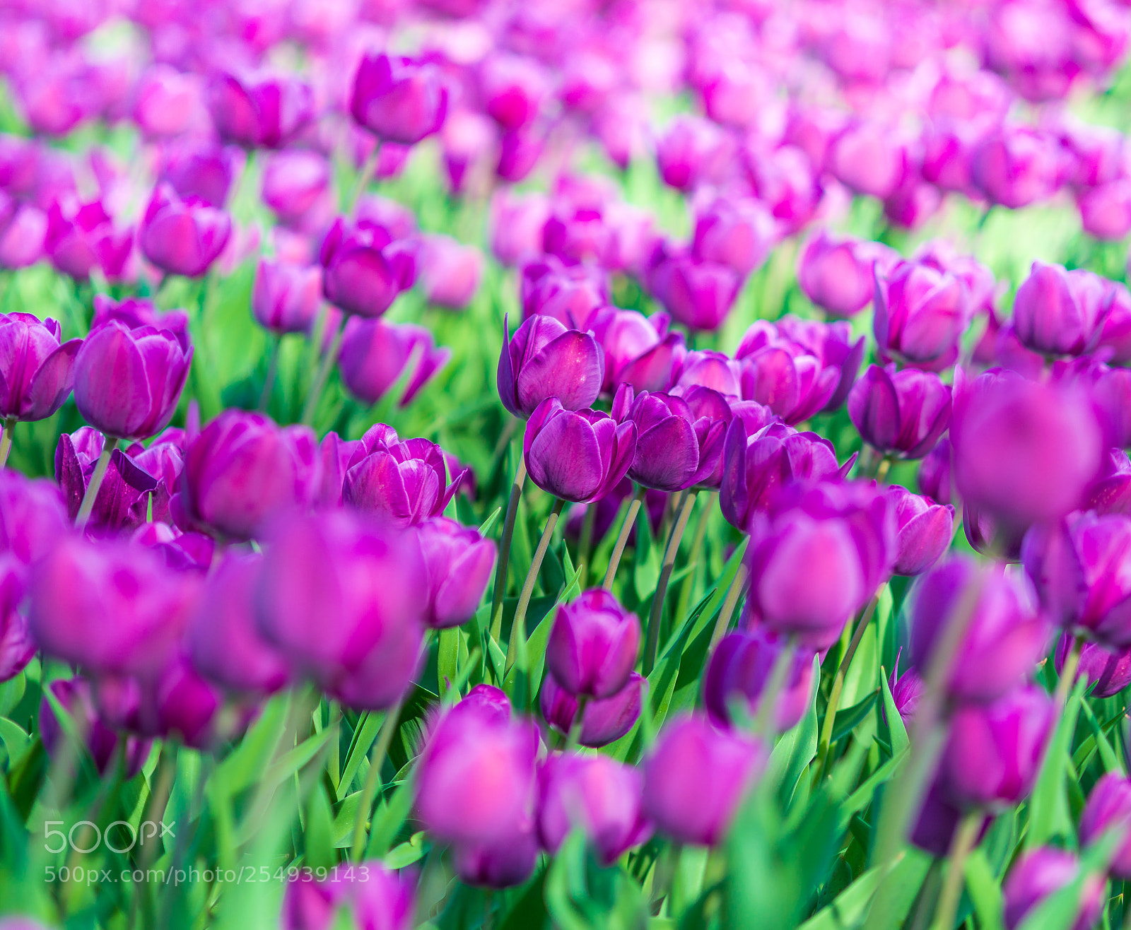 Nikon D610 sample photo. Dreamy fields photography