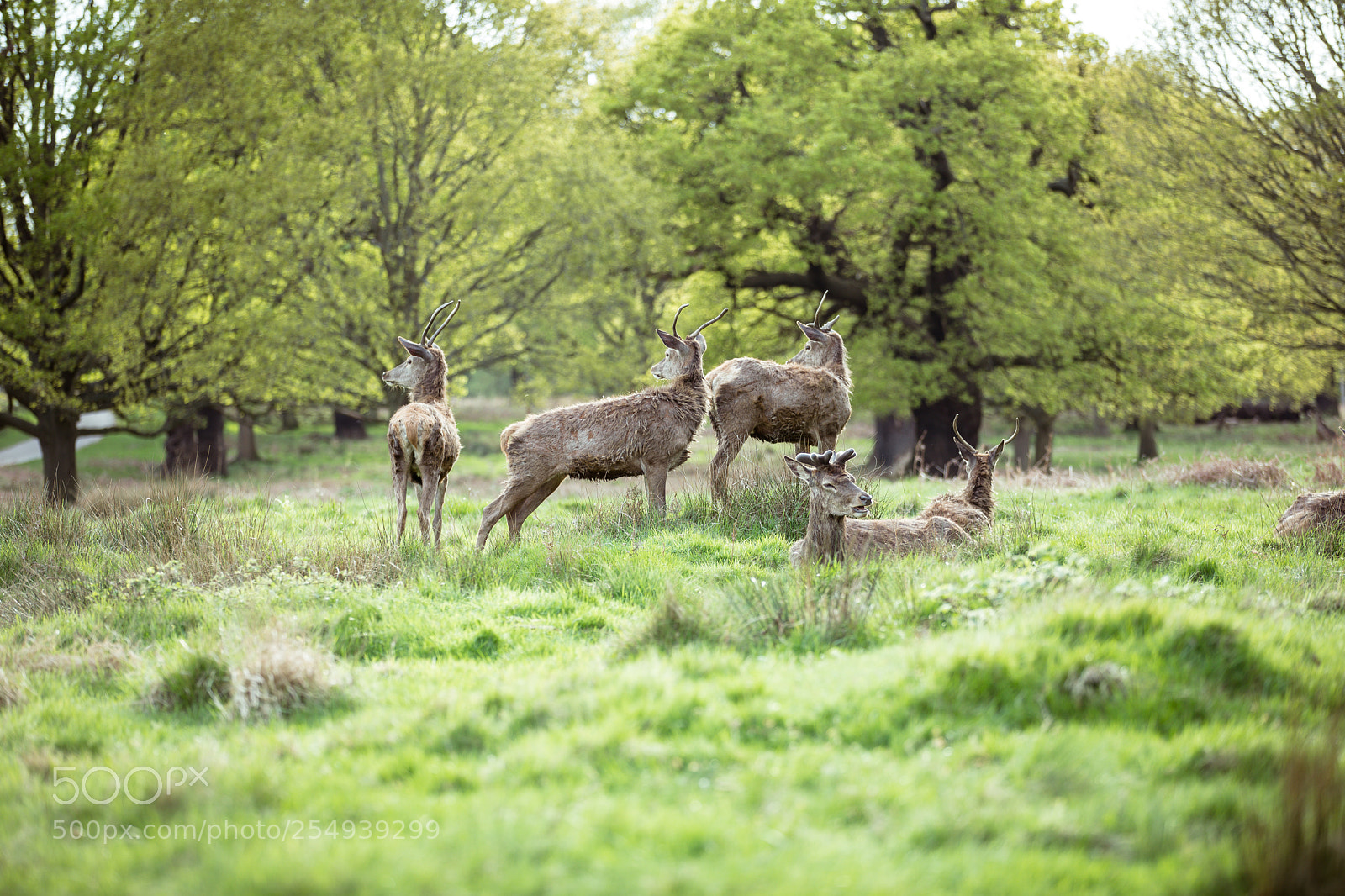Canon EOS 5D Mark IV sample photo. Richmond park photography