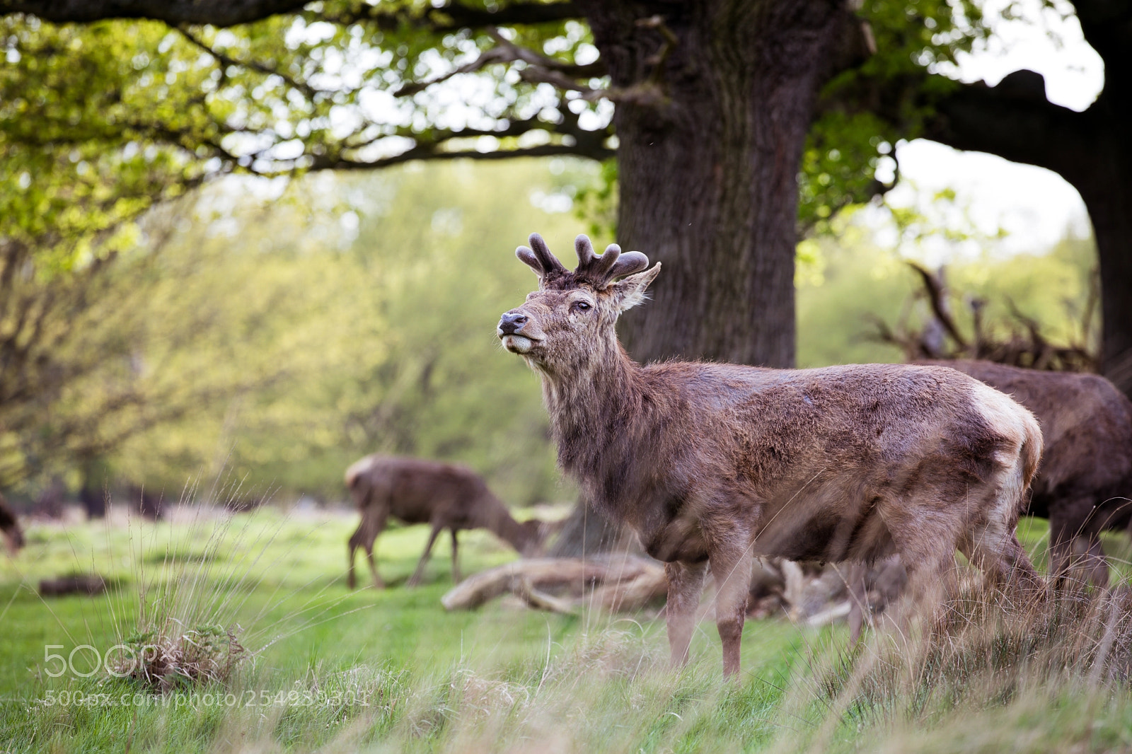 Canon EOS 5D Mark IV sample photo. Richmond park photography