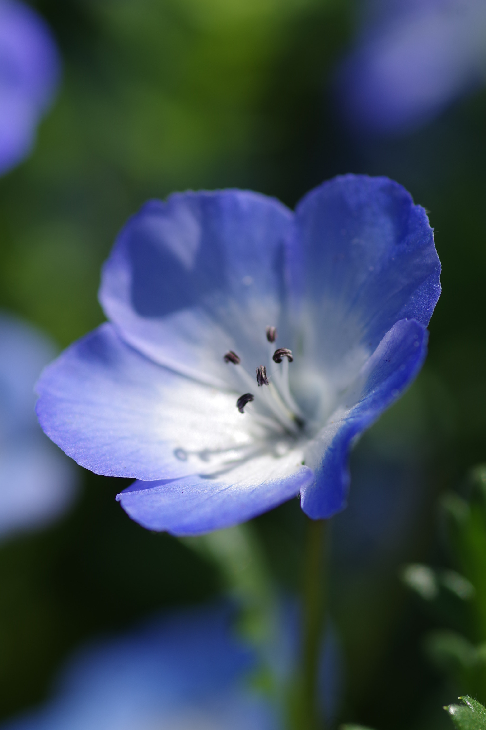 Pentax smc D-FA 100mm F2.8 Macro WR sample photo. Nemophila 2018 #2 photography