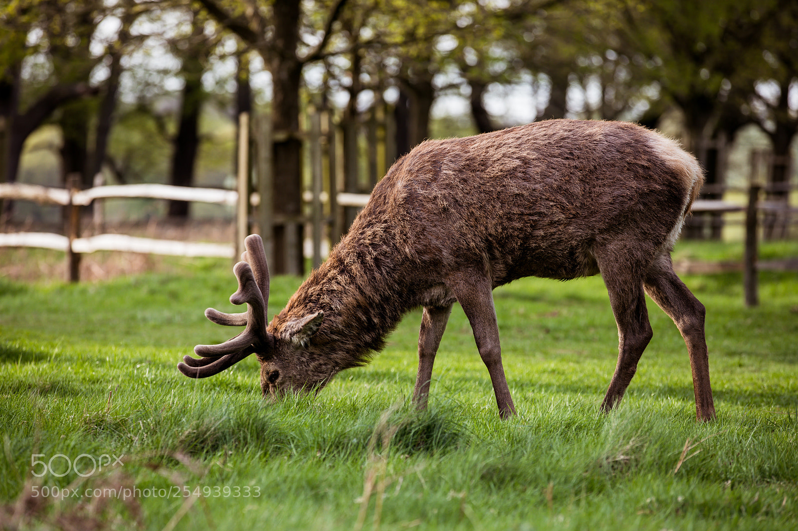 Canon EOS 5D Mark IV sample photo. Richmond park photography