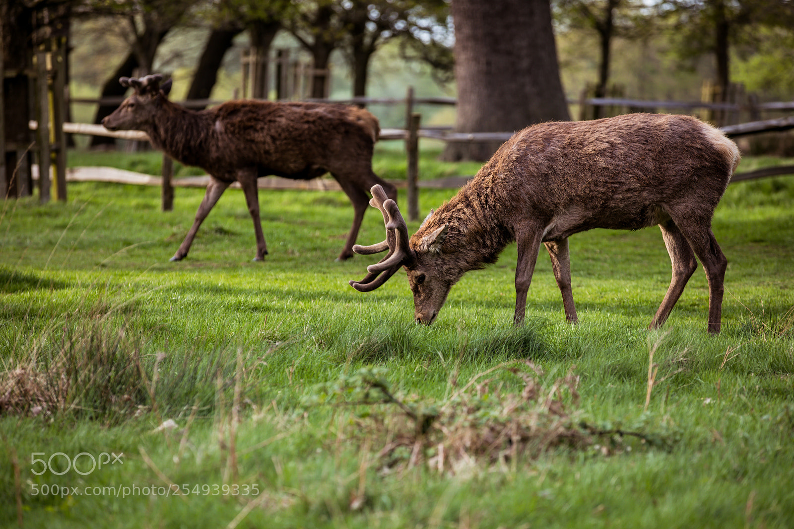 Canon EOS 5D Mark IV sample photo. Richmond park photography