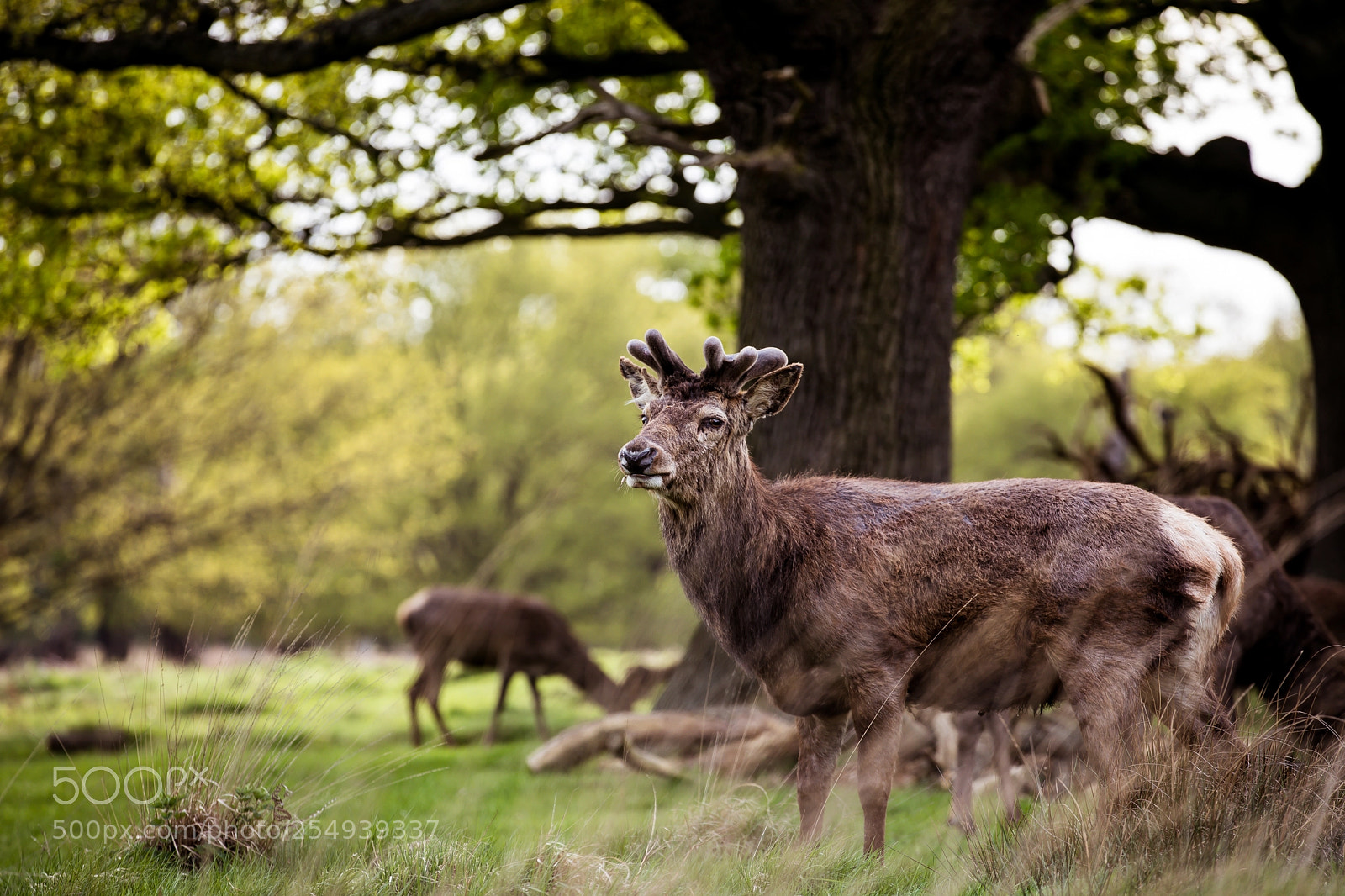 Canon EOS 5D Mark IV sample photo. Richmond park photography