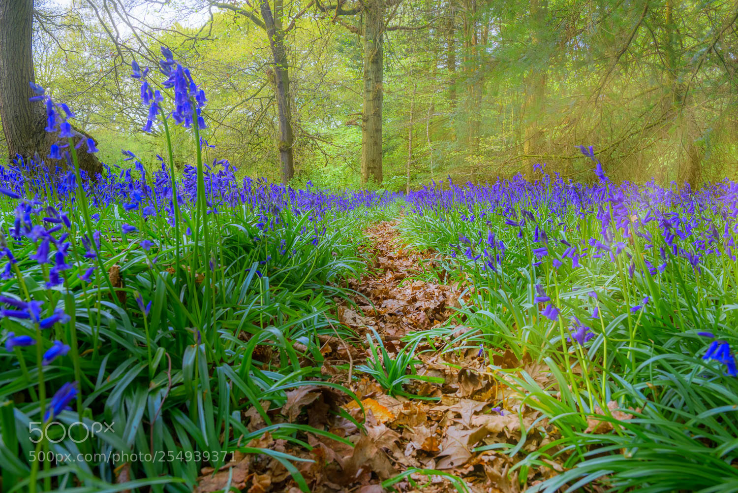 Nikon D810 sample photo. Banstead woods bluebells sunlight photography