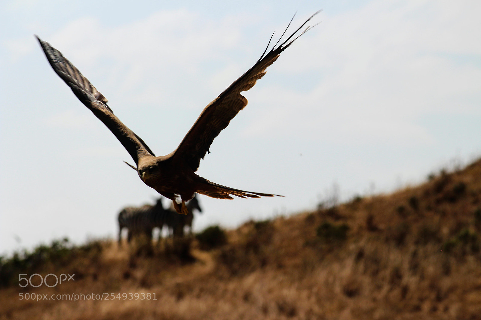 Canon EF-S 55-250mm F4-5.6 IS II sample photo. Untitled photography