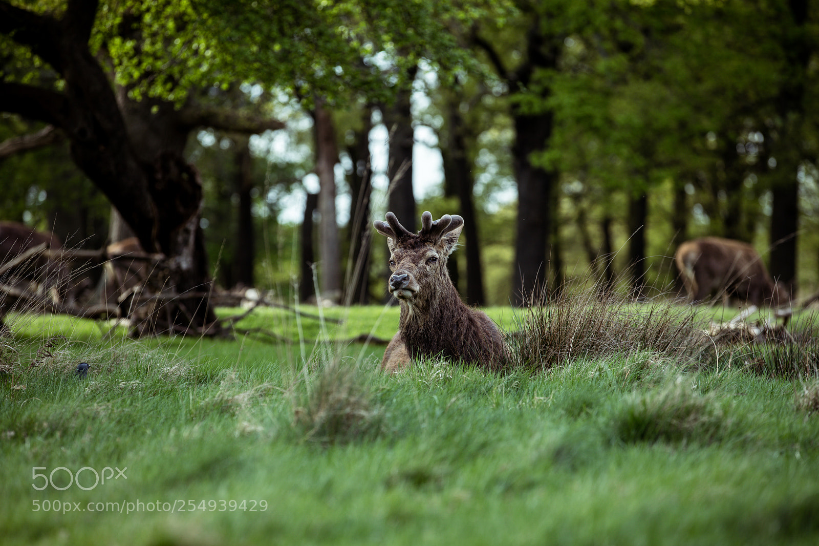 Canon EOS 5D Mark IV sample photo. Richmond park photography