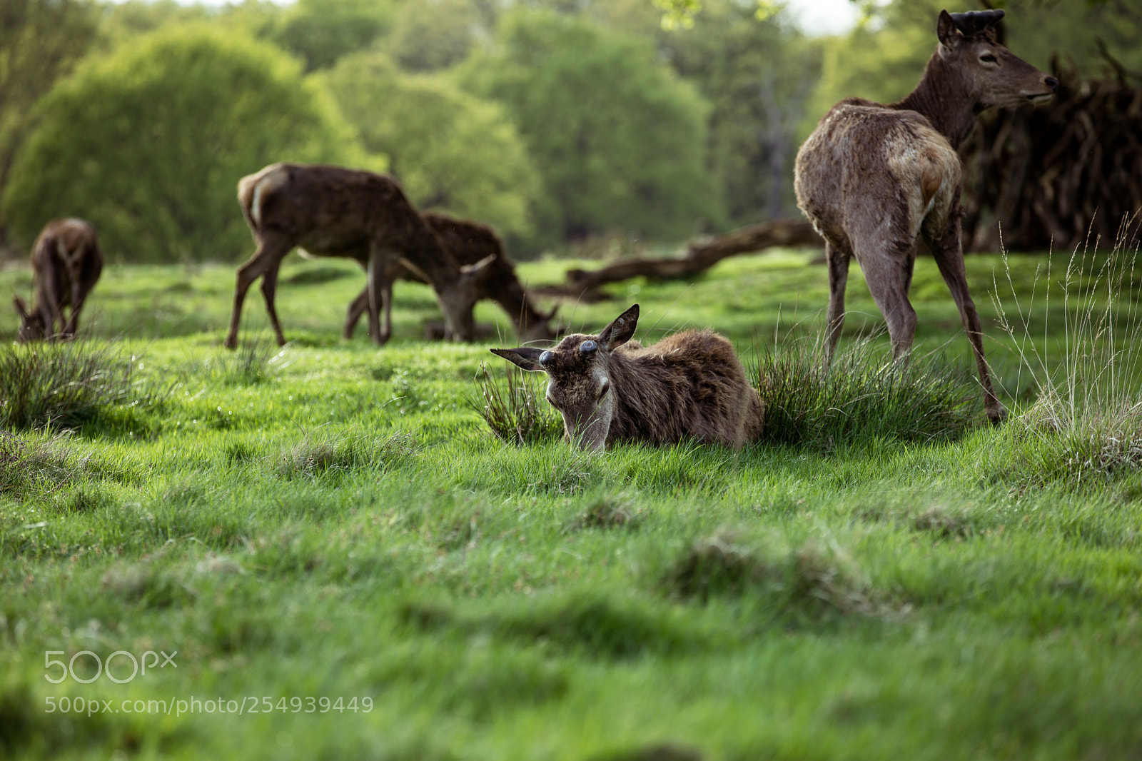 Canon EOS 5D Mark IV sample photo. Richmond park photography
