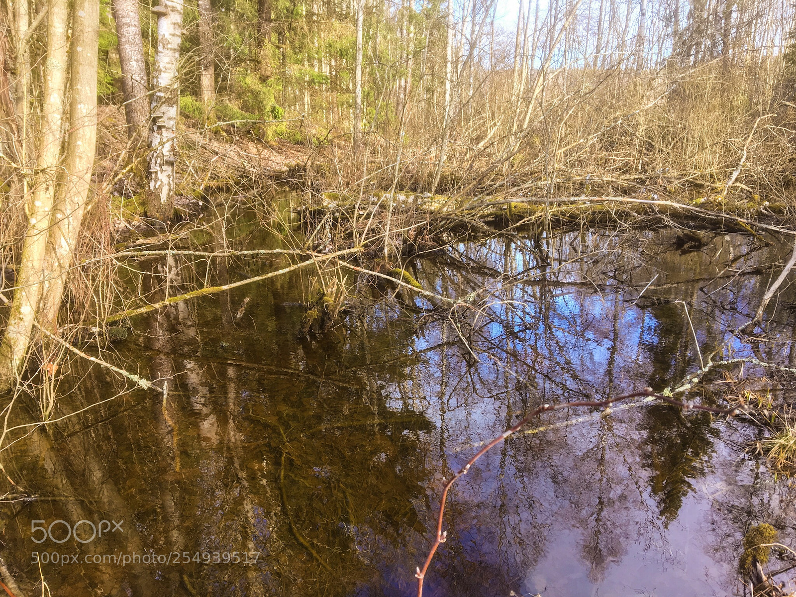 Apple iPhone 6s sample photo. The swamp photography