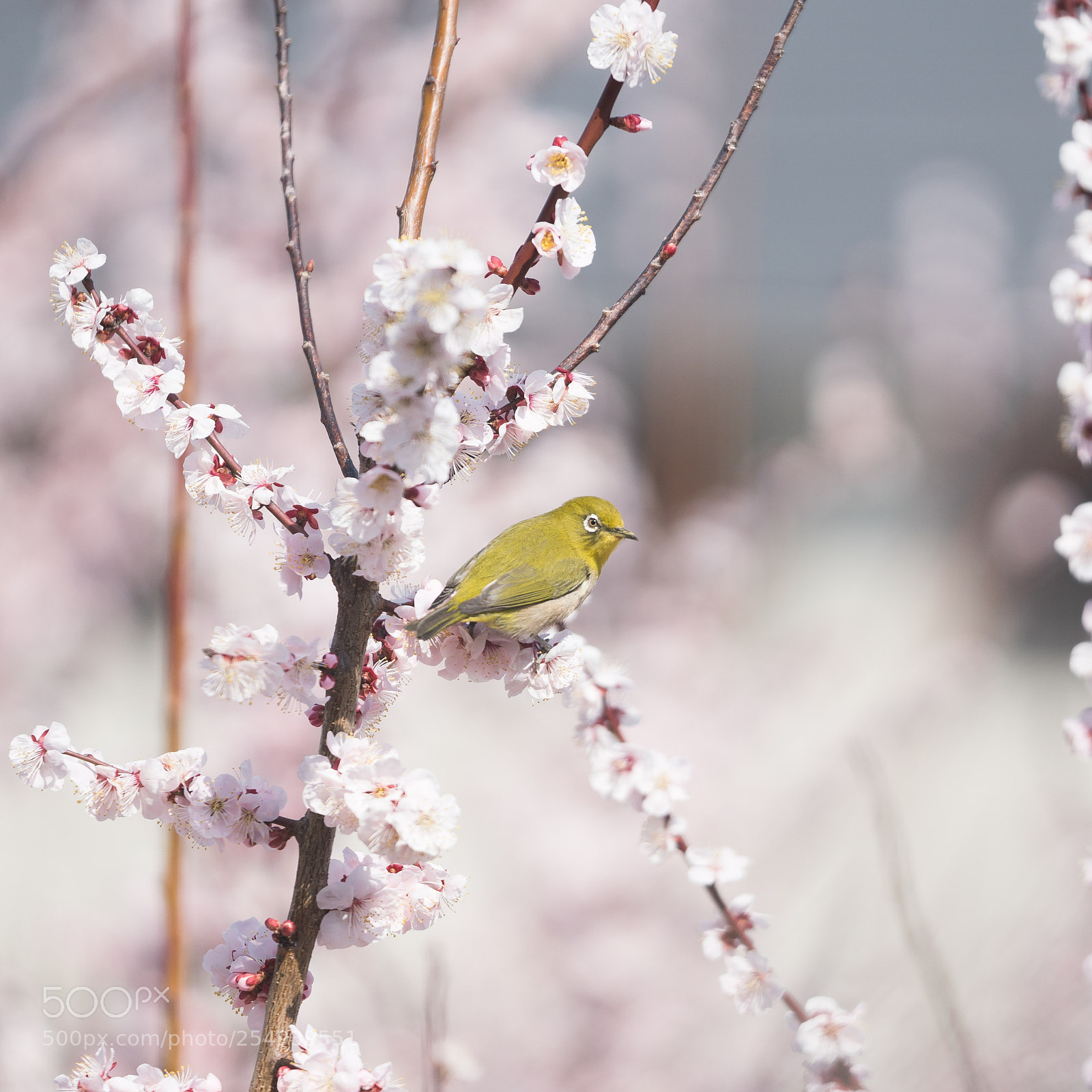 Sony a7R III sample photo. Japanese white-eye and plum photography