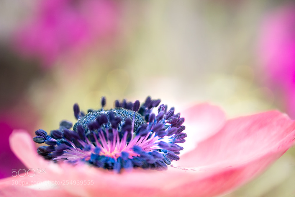 Olympus OM-D E-M10 II sample photo. Anémone photography