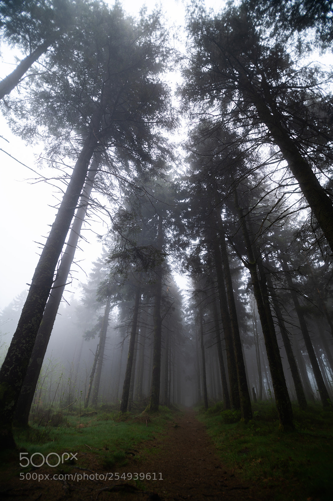 Nikon D850 sample photo. Forest photography