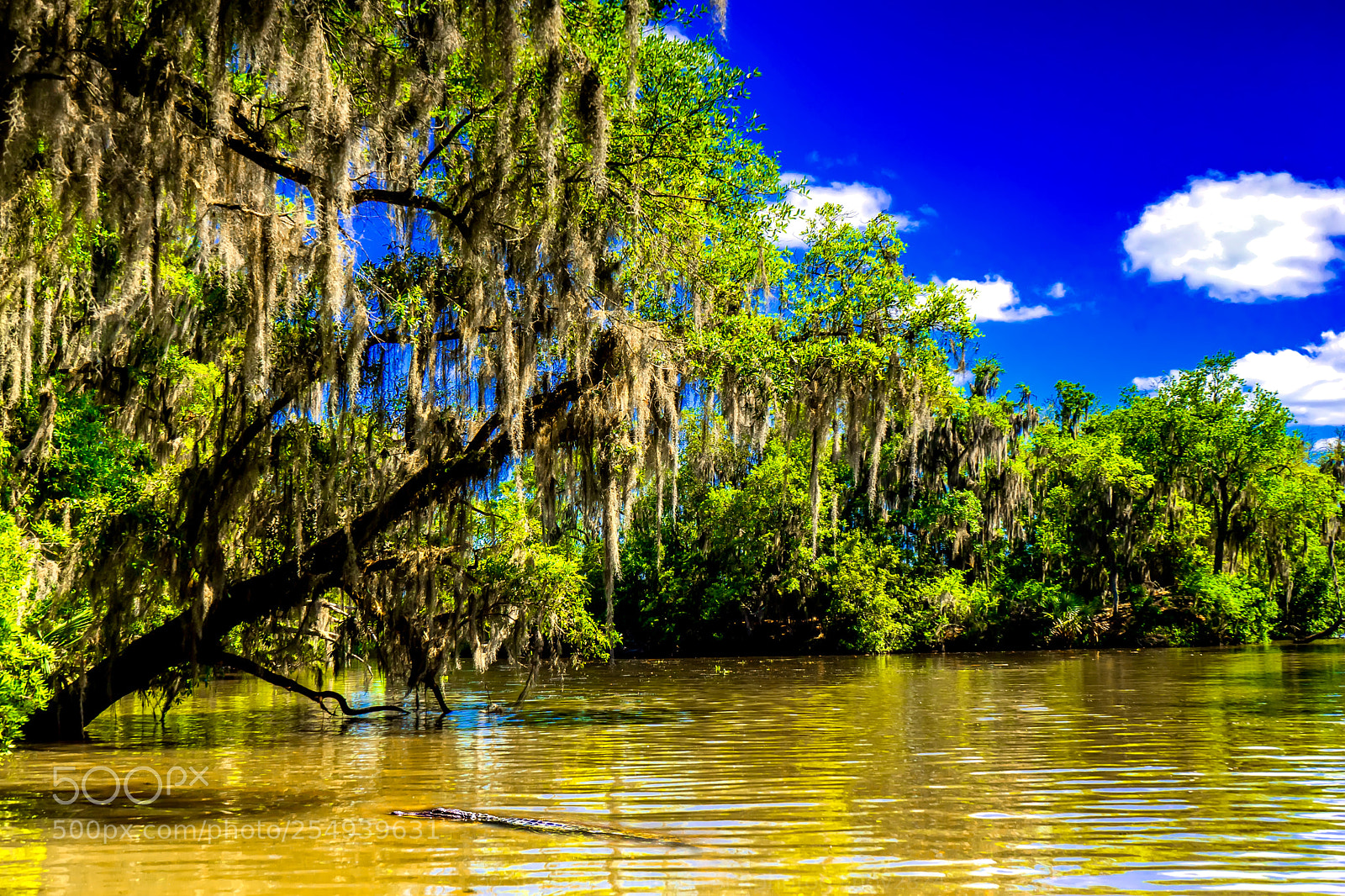 Sony a7 sample photo. New orleans trip photography