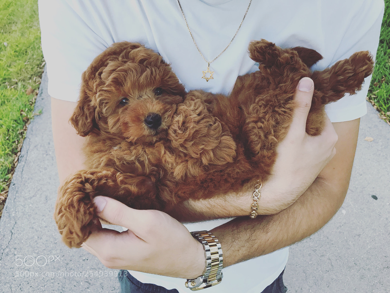Apple iPhone 7 Plus sample photo. Kiwi the goldendoodle  photography