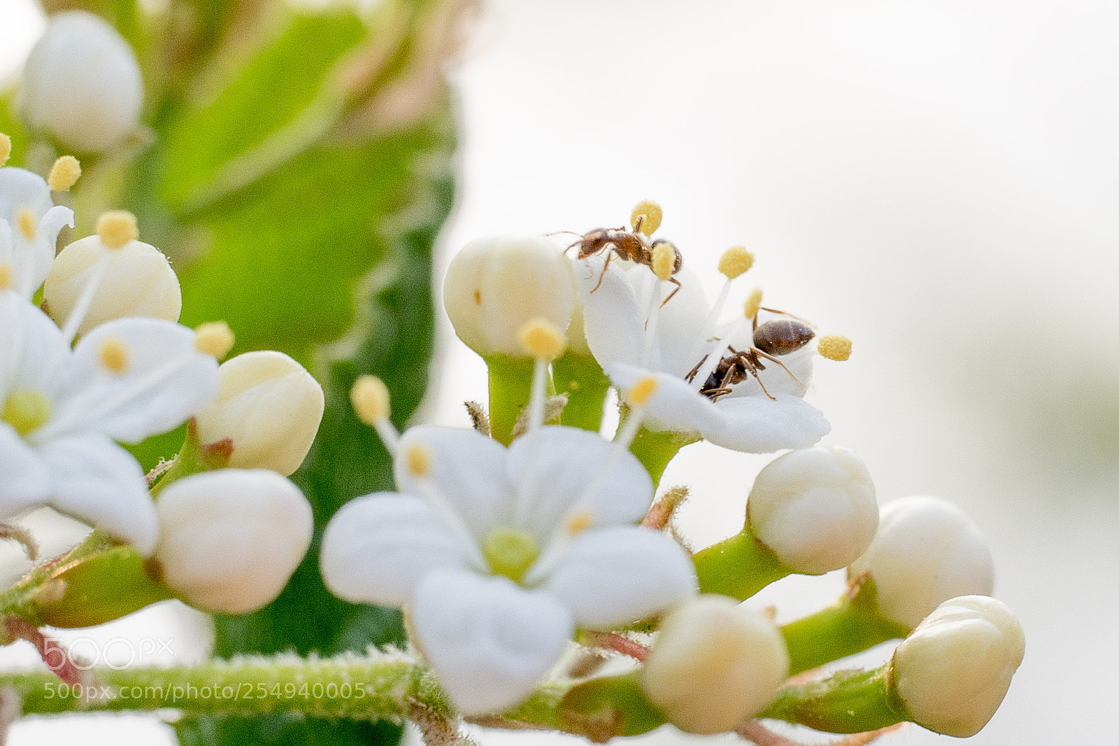 Panasonic DMC-G70 sample photo. Flowers and ants photography