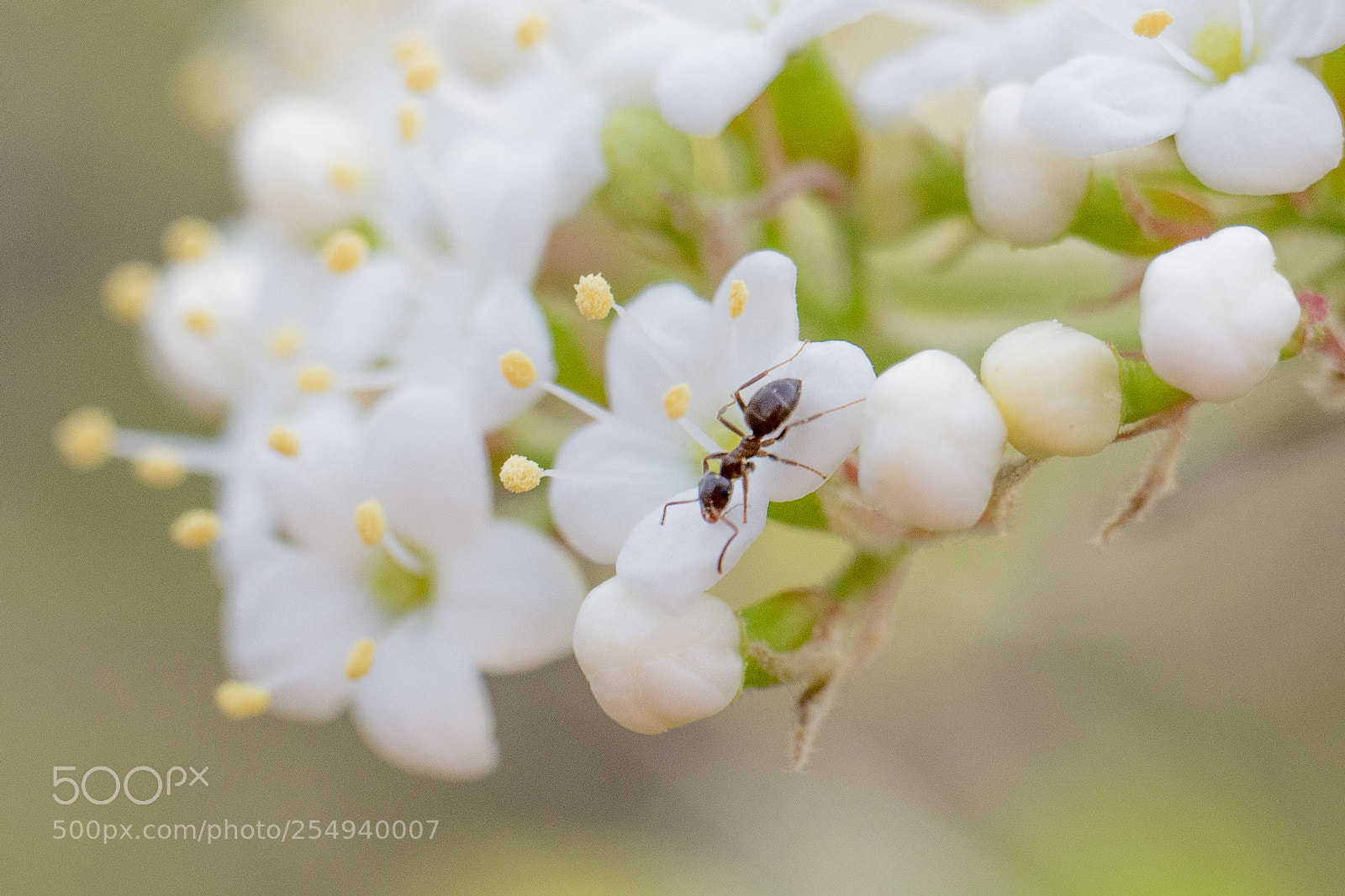 Panasonic DMC-G70 sample photo. Flowers and ant photography