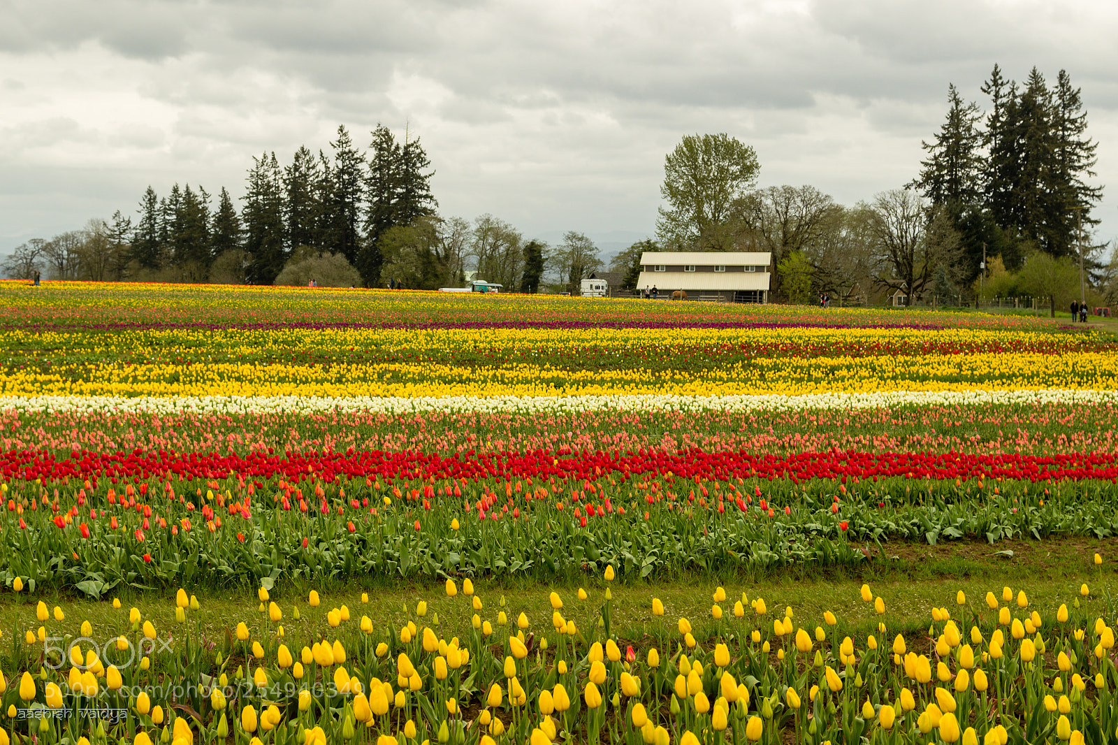 Canon EOS 600D (Rebel EOS T3i / EOS Kiss X5) sample photo. Tulip farm... photography