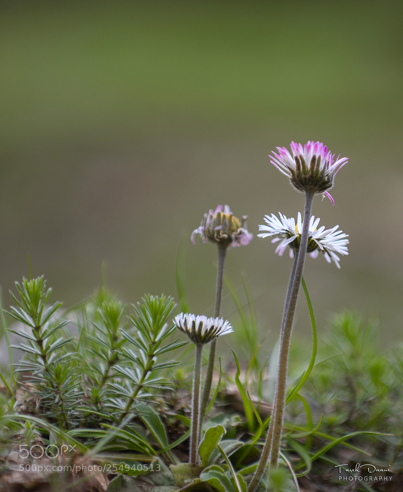 Nikon D600 sample photo. Spring flower photography
