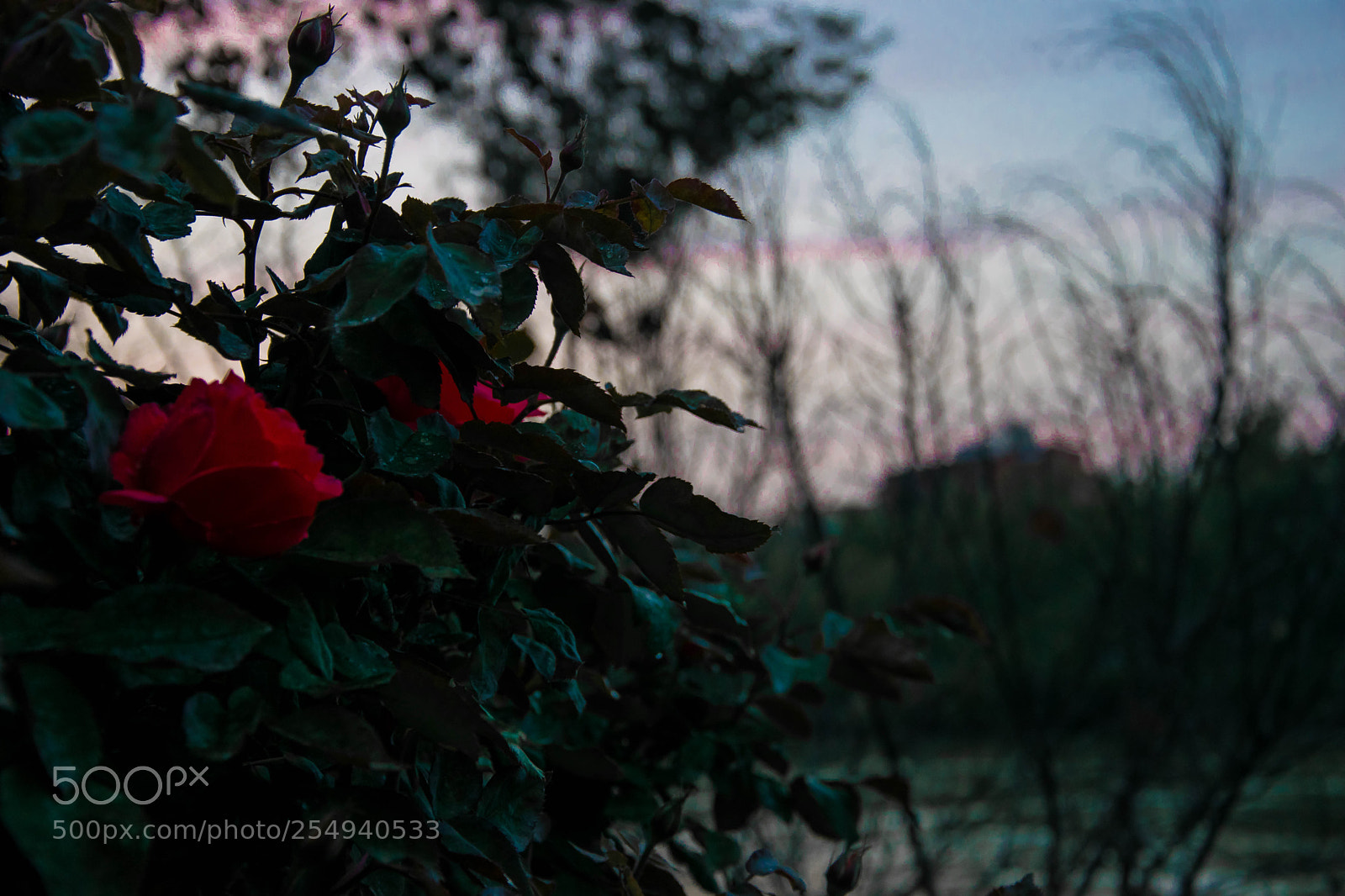 Nikon D3300 sample photo. Rain day photography