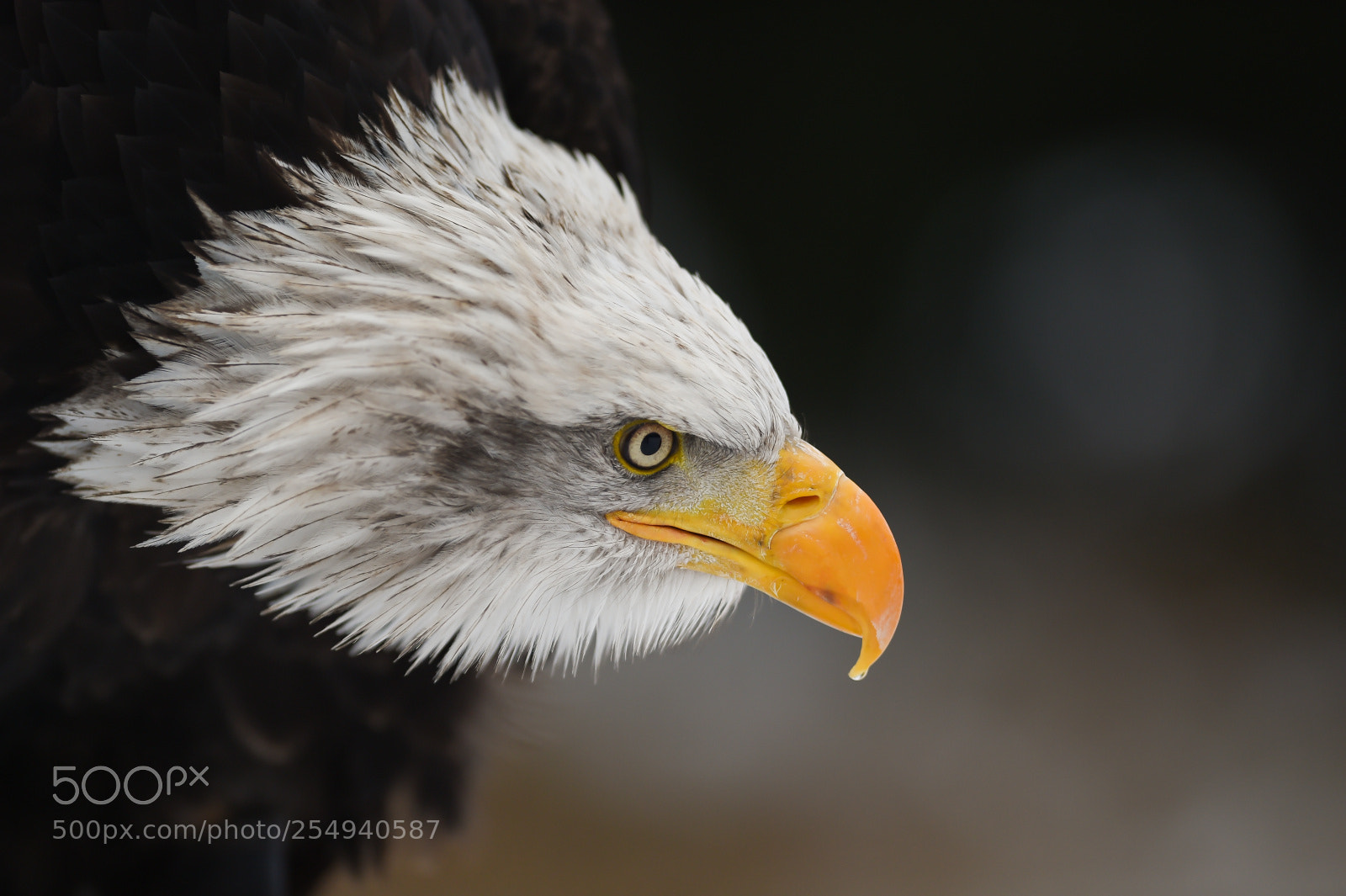 Nikon D4S sample photo. Eagle photography