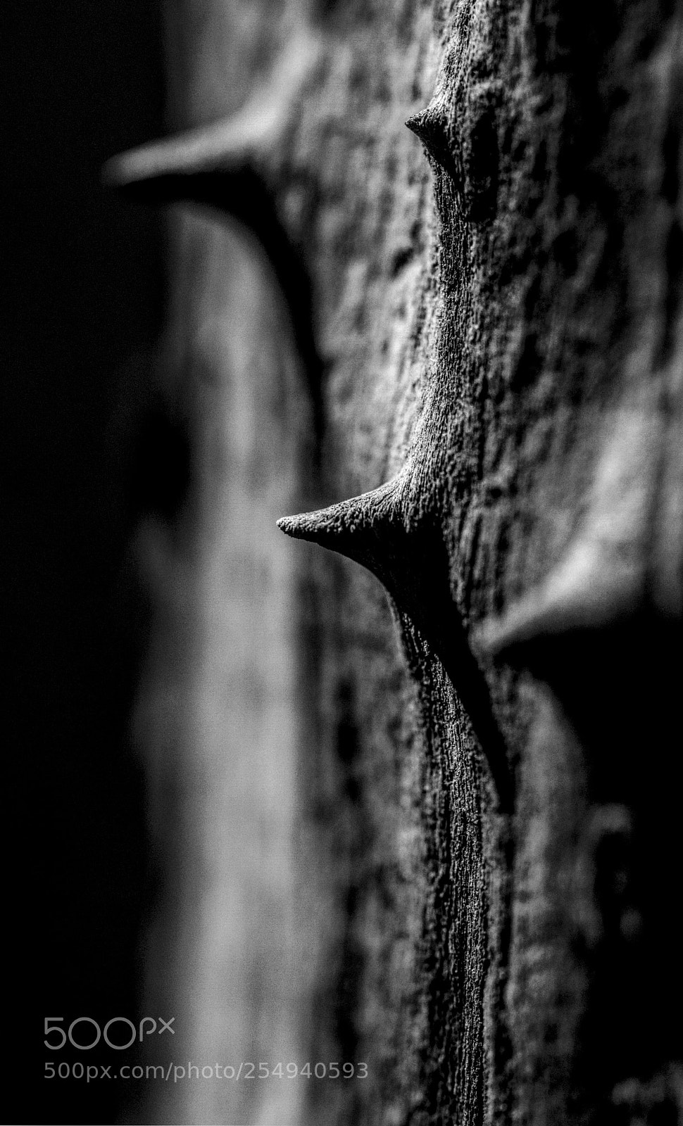 Canon EOS 7D sample photo. épines photography