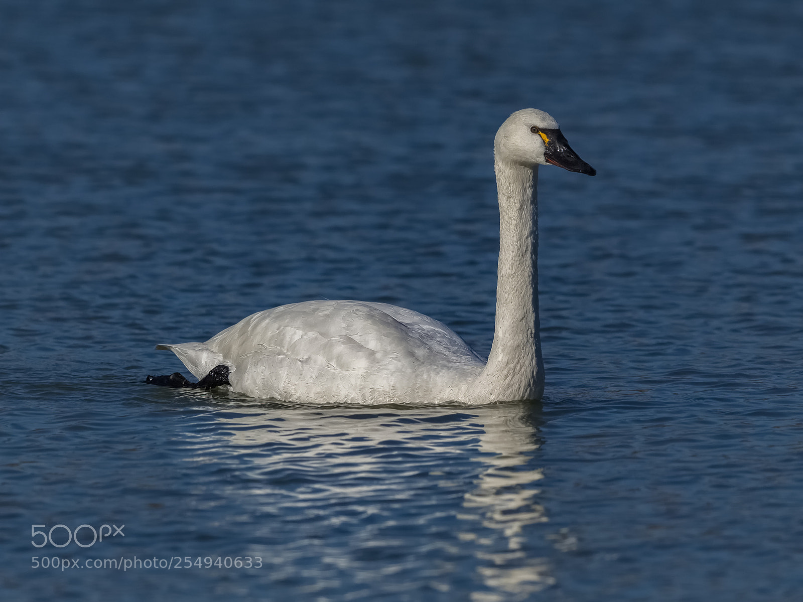 Canon EOS-1D X sample photo. Tundra swan photography