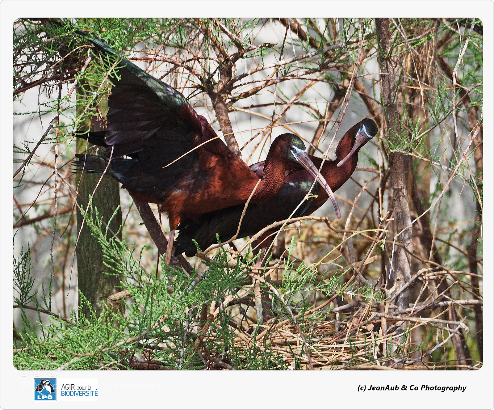 Olympus OM-D E-M5 II sample photo. Ibis falcinelle photography