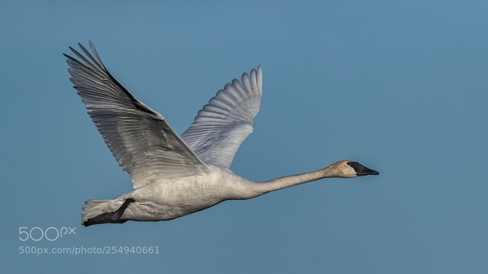 Canon EOS-1D X Mark II sample photo. The majestic flyer photography