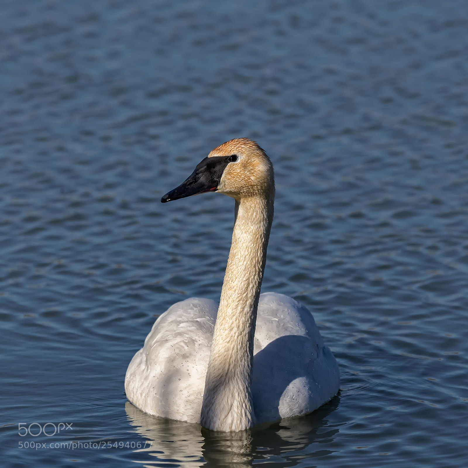 Canon EOS-1D X sample photo. Trumpeter swan ii photography