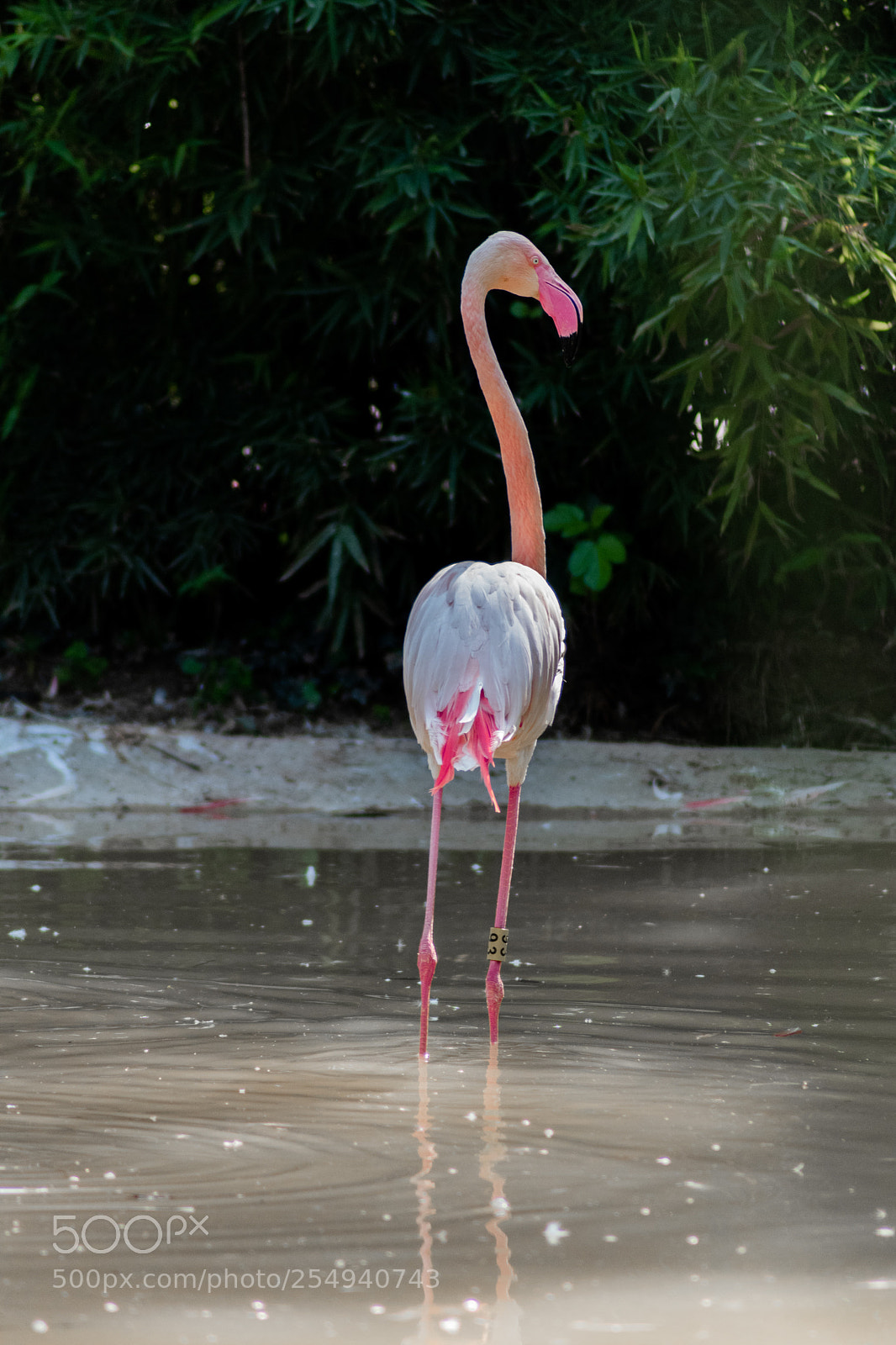 Nikon D5500 sample photo. Pink flamingo photography