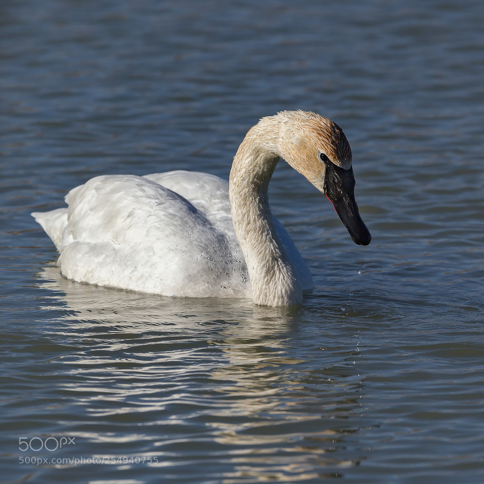 Canon EOS-1D X sample photo. Trumpeter swan i photography