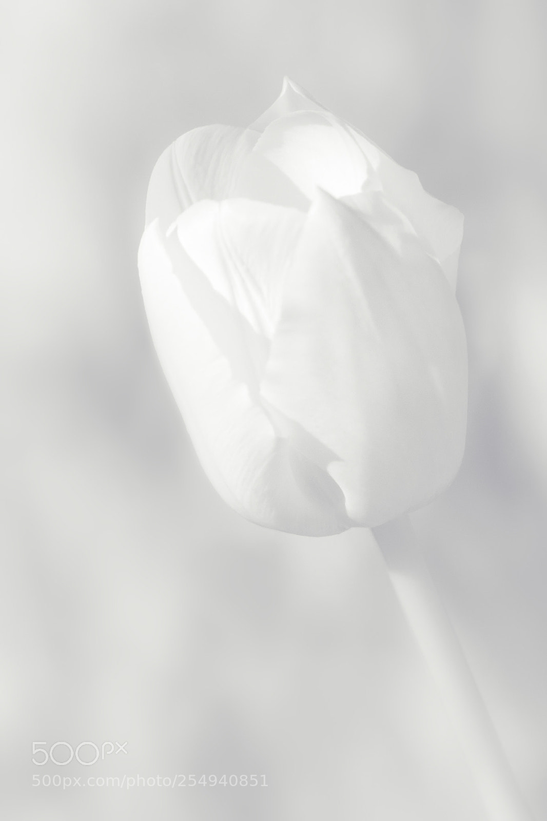 Nikon D90 sample photo. Tulip photography