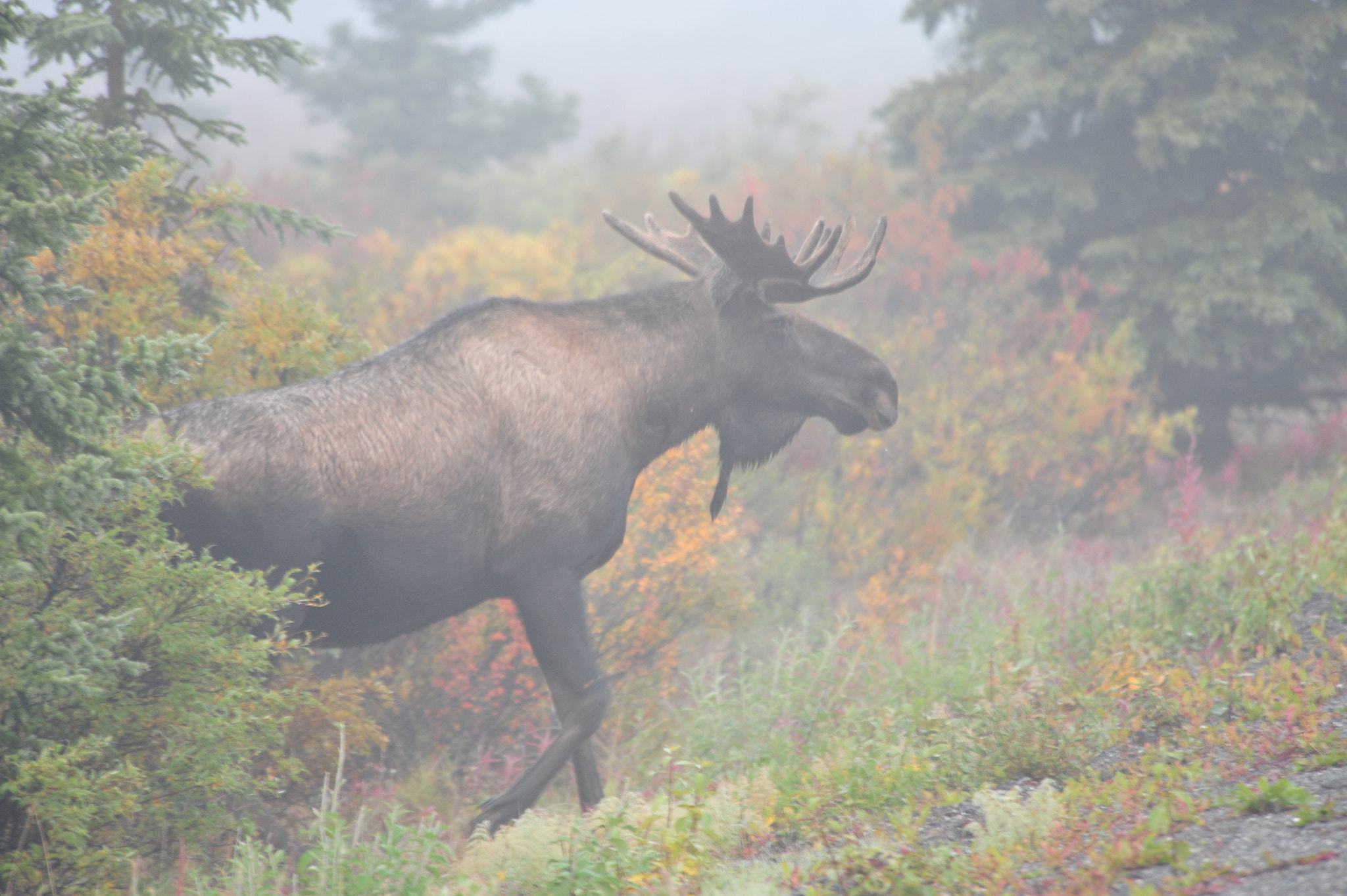 Nikon AF Nikkor 80-400mm F4.5-5.6D ED VR sample photo. Misty fall color & bull moose photography