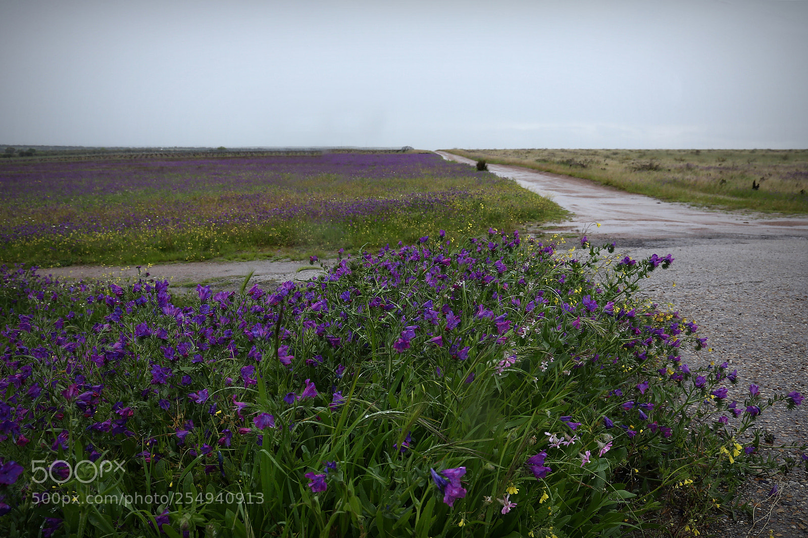 Canon EF 24-105mm F3.5-5.6 IS STM sample photo. Fields photography