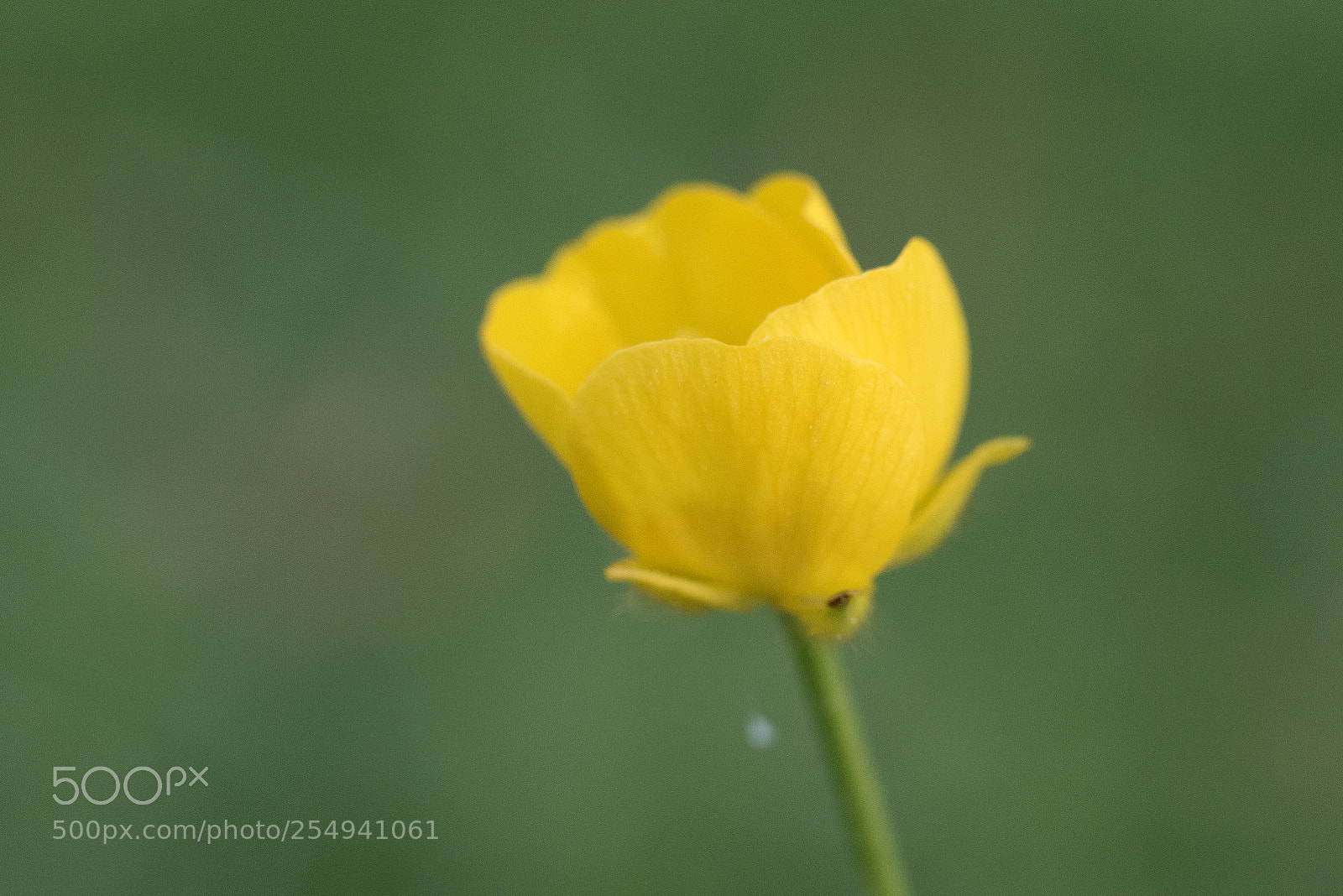 Panasonic DMC-G70 sample photo. Buttercup photography