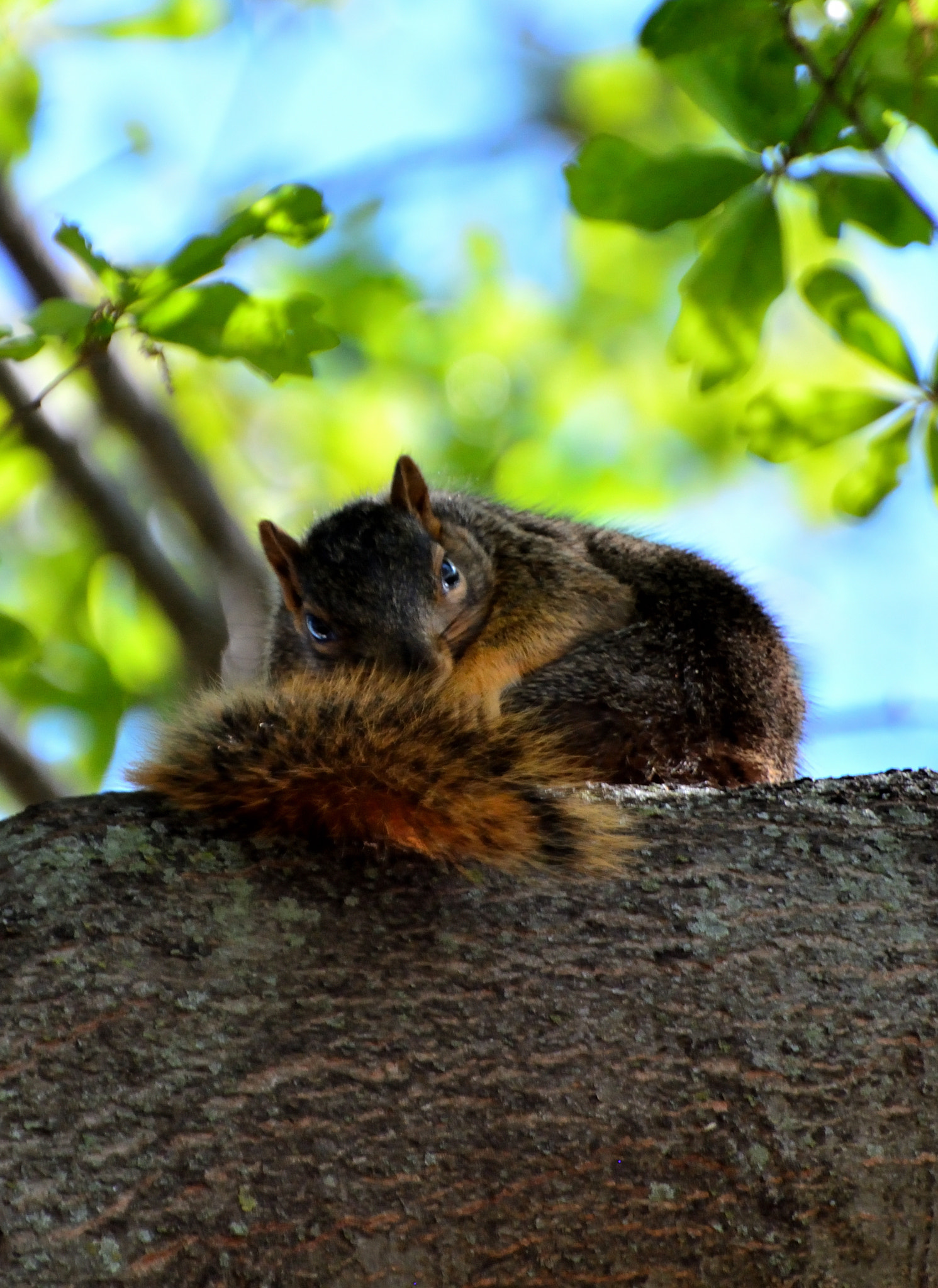 Nikon D5200 sample photo. Itching that scratch photography