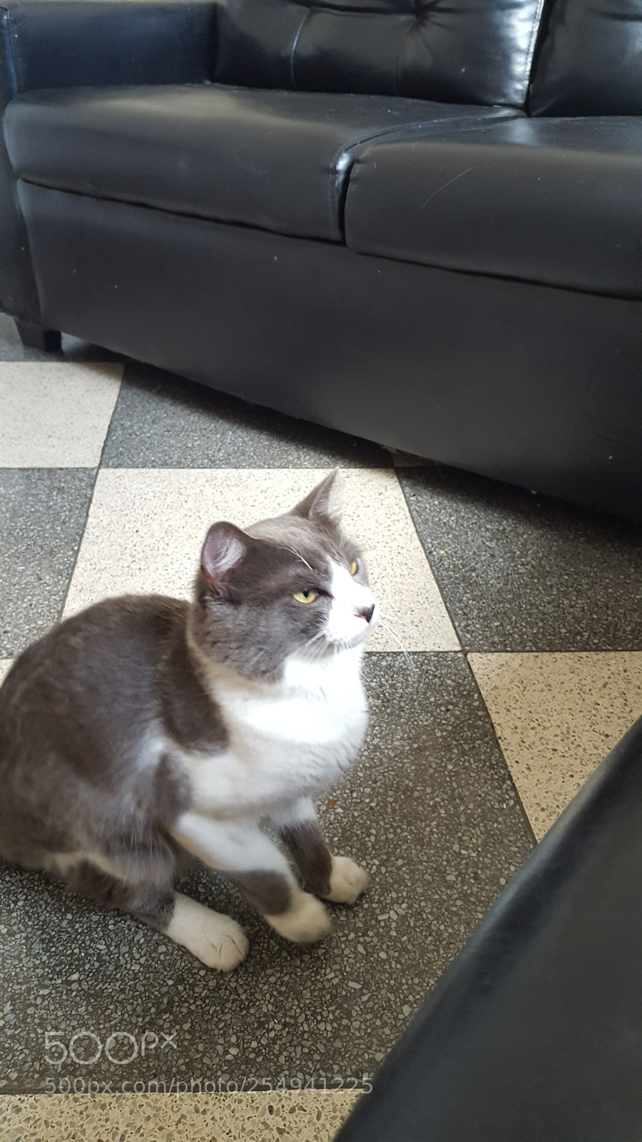 Samsung Galaxy S6 sample photo. My cat tantão photography