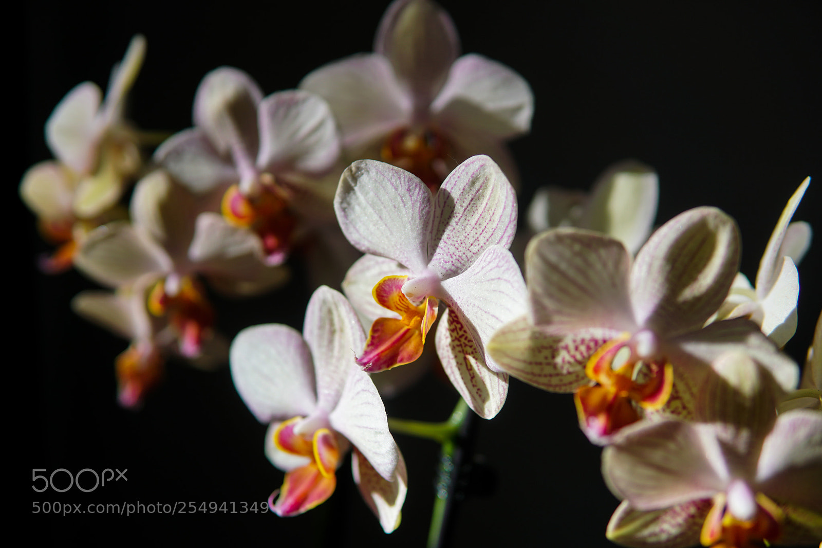 Sony a6500 sample photo. Dsc photography