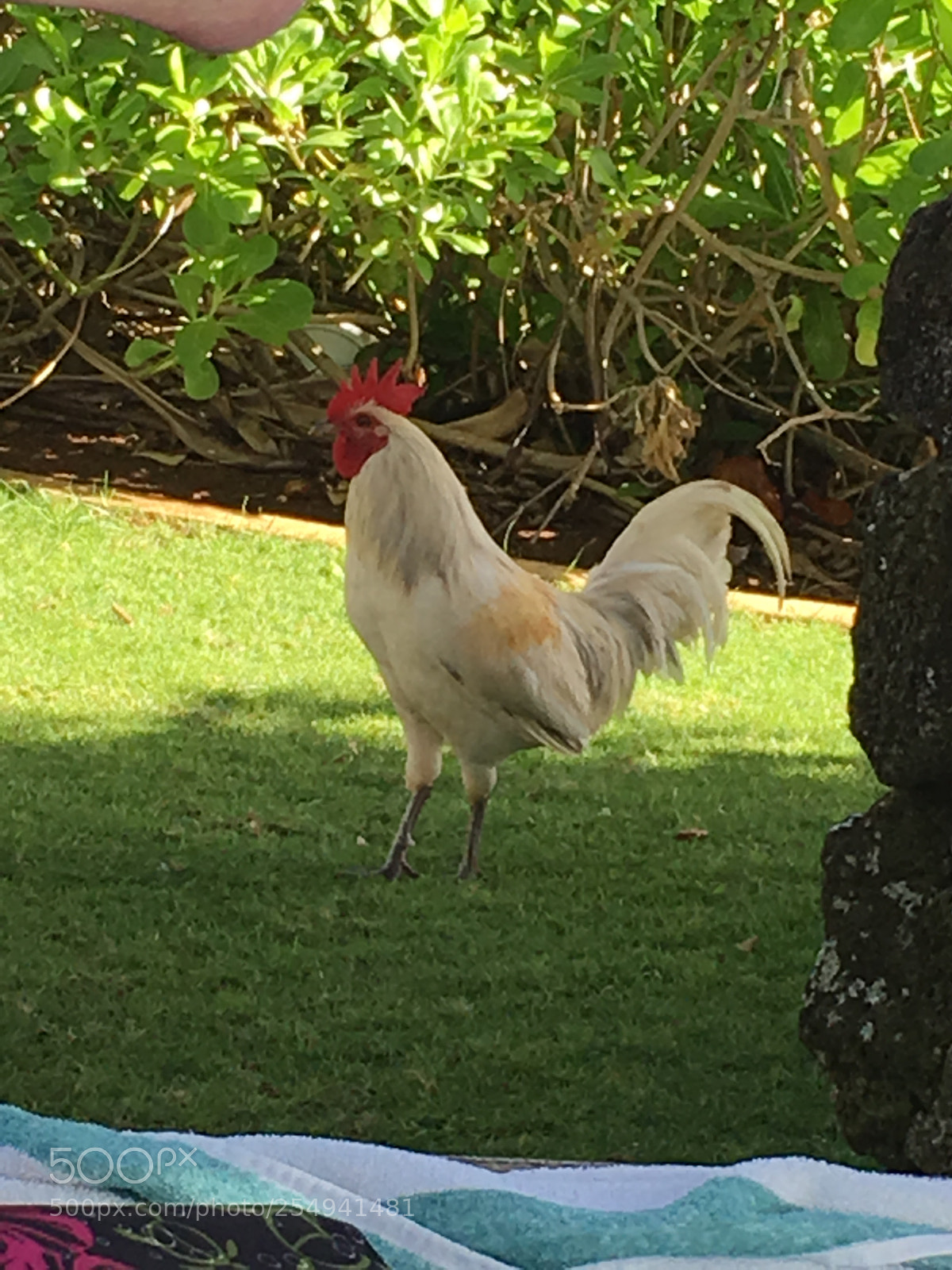 Apple iPhone 6s sample photo. Wild rooster in paradise photography