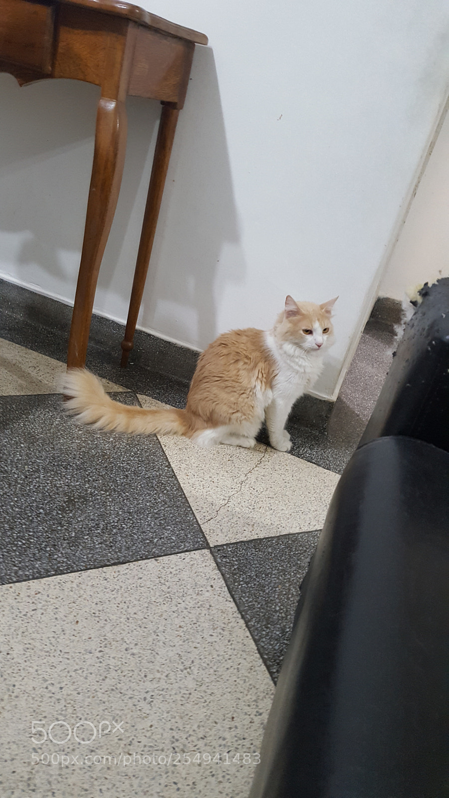 Samsung Galaxy S6 sample photo. My cat photography