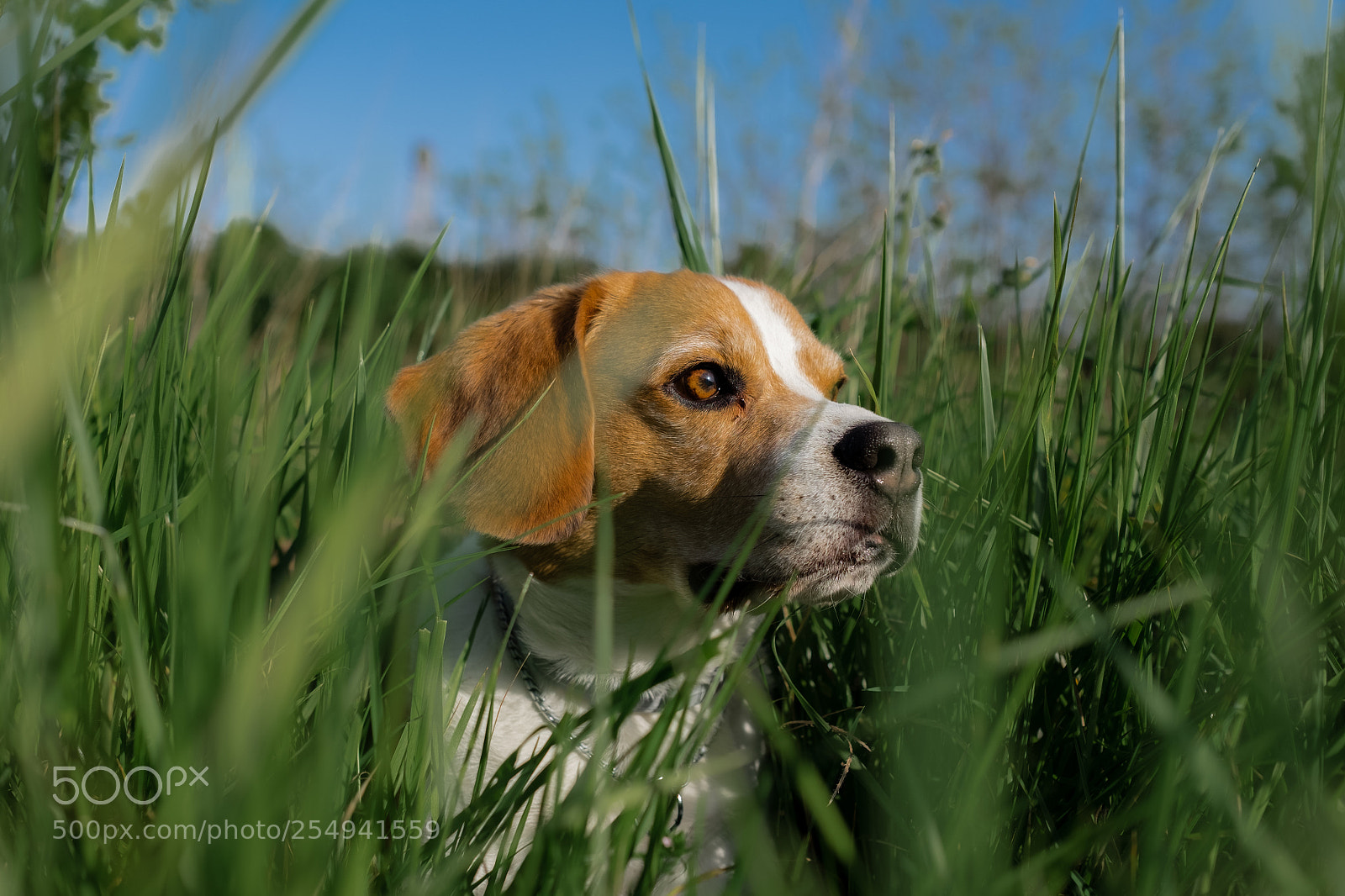 Fujifilm X-T1 sample photo. Thor photography