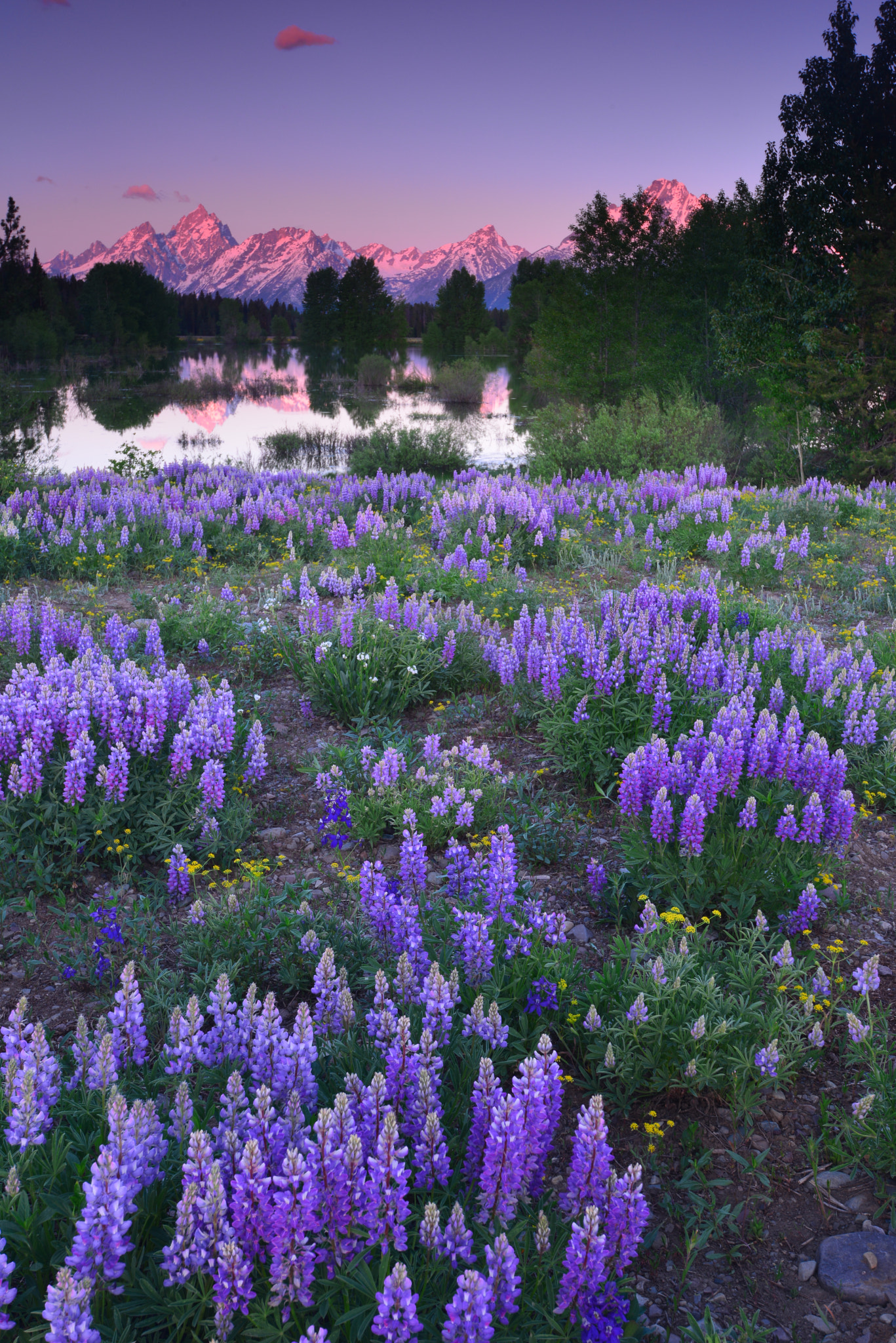 Nikon AF-S Nikkor 16-35mm F4G ED VR sample photo. Springtime at grand teton photography