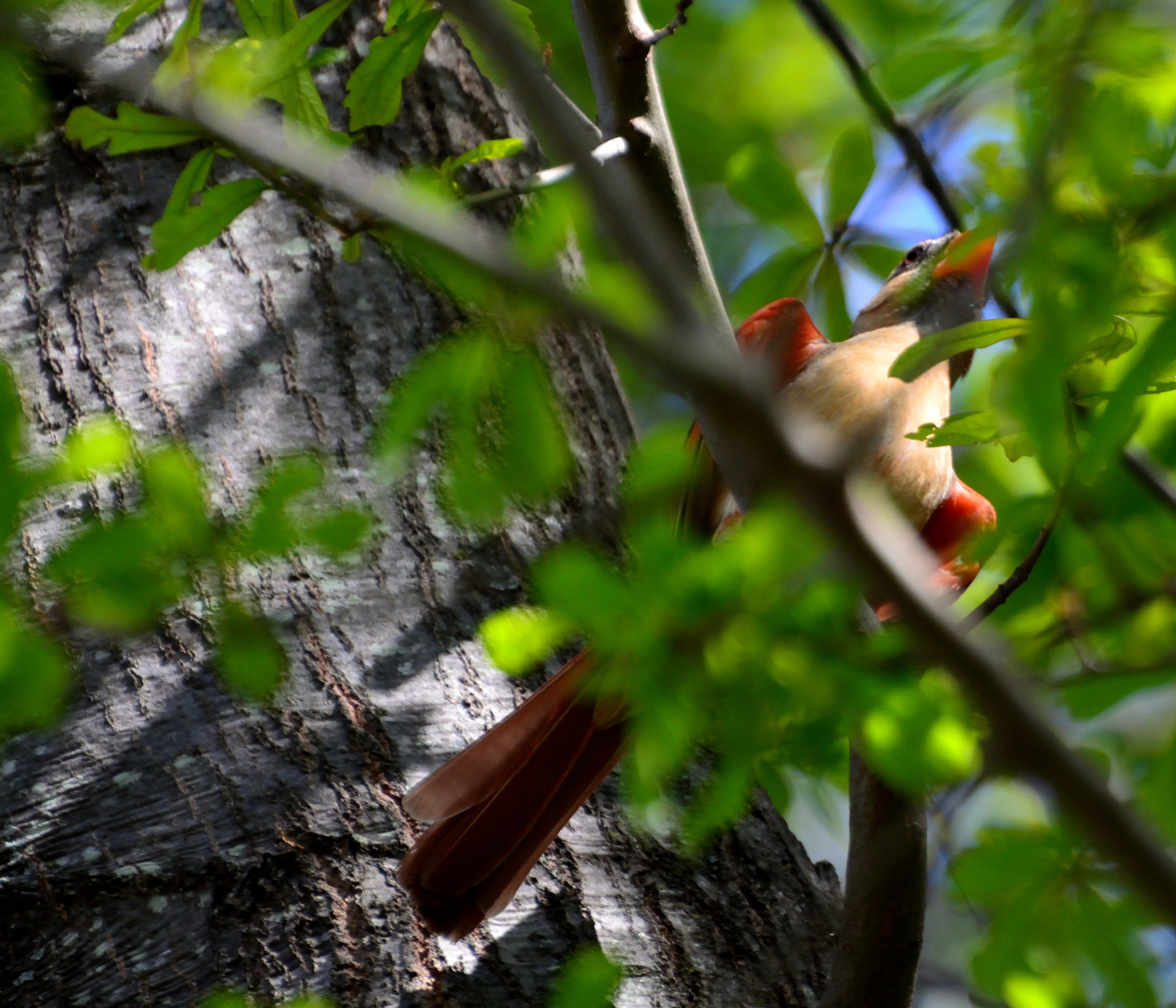 Nikon D5200 sample photo. Over and under photography