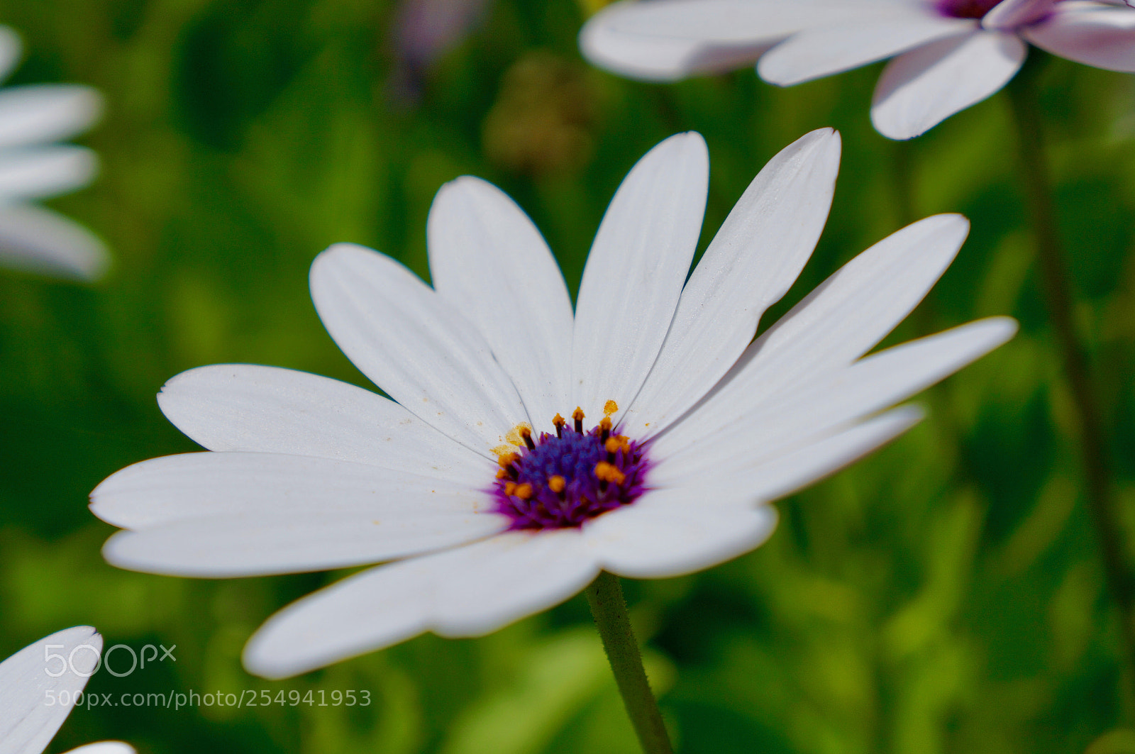 Sony Alpha NEX-6 sample photo. Dreamy... photography