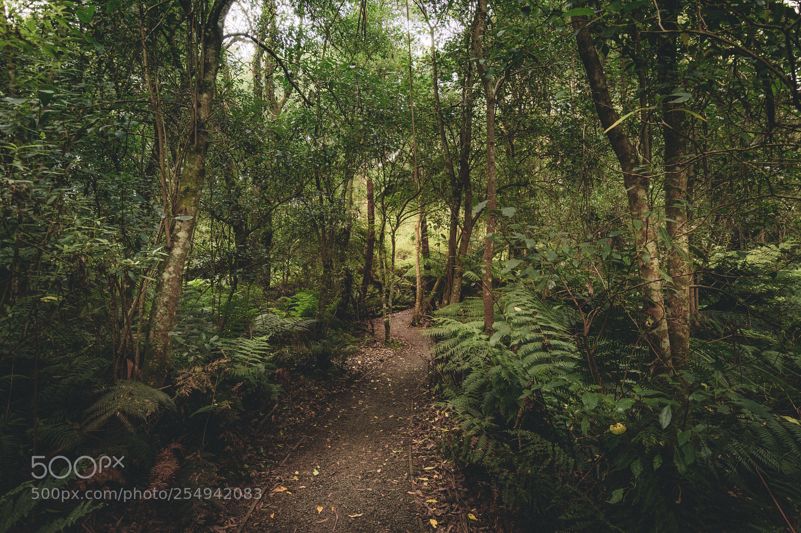 Nikon D7200 sample photo. Nature walk at tarra photography