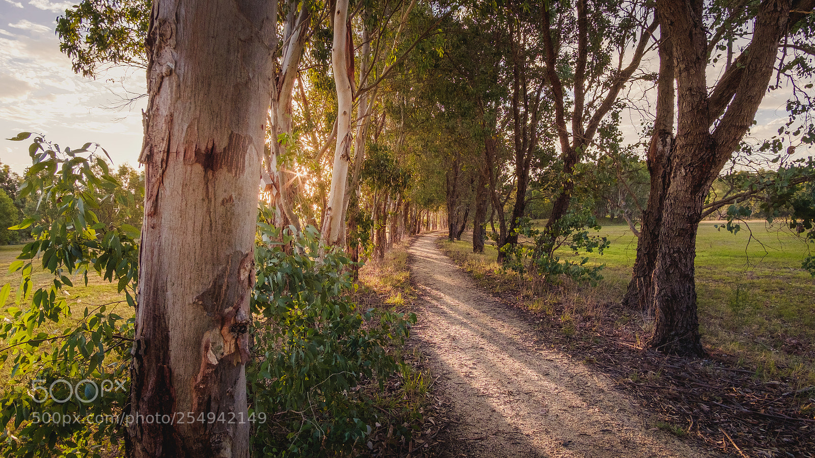 Fujifilm X-T10 sample photo. Heyfield wetlands boulevard of photography